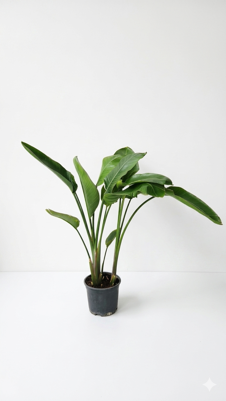 STRELITZIA NICOLAI KÜÇÜK