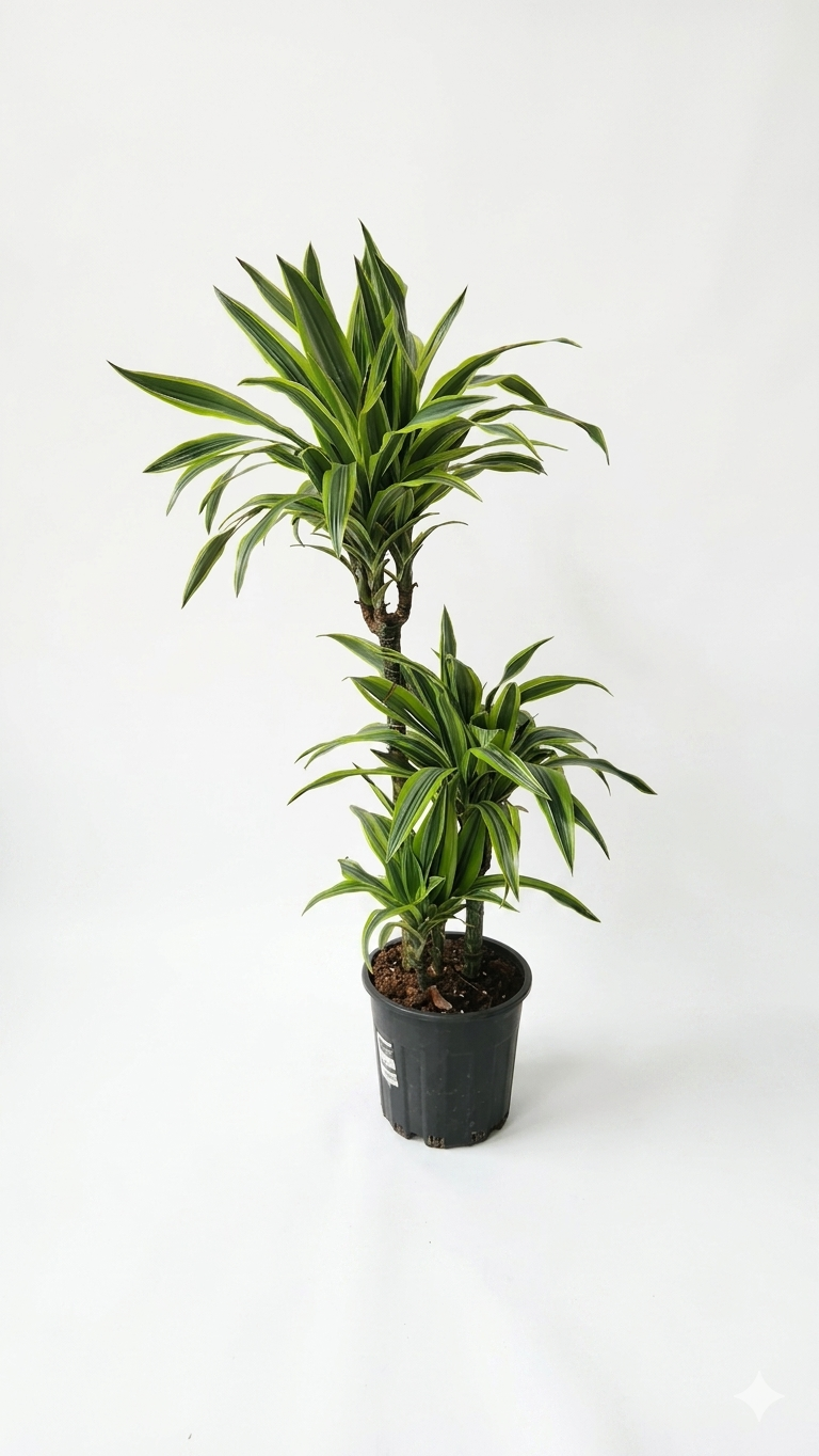 DRACAENA DREMENSIZ 3'LÜ BÜYÜK canlı çiçek ve bitki görseli