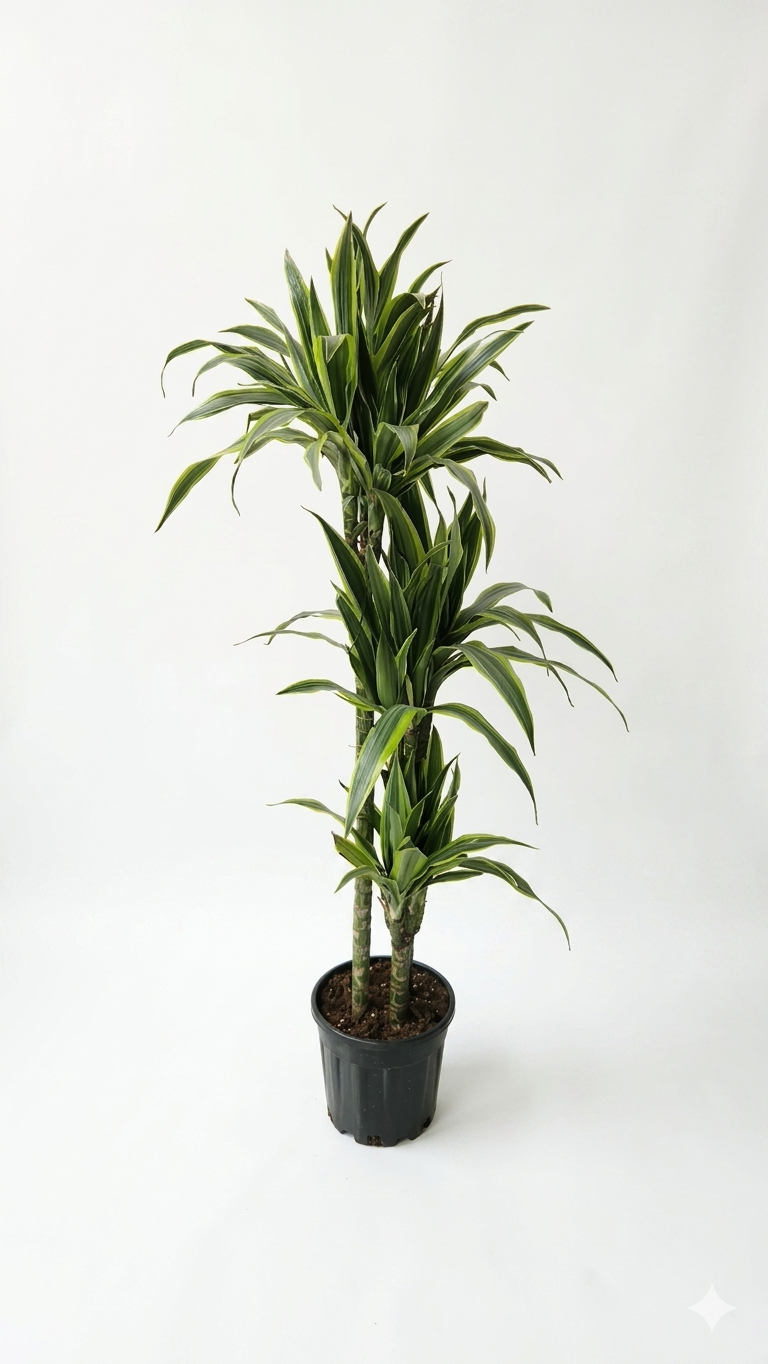 DRACAENA DREMENSIZ 3'LÜ BÜYÜK