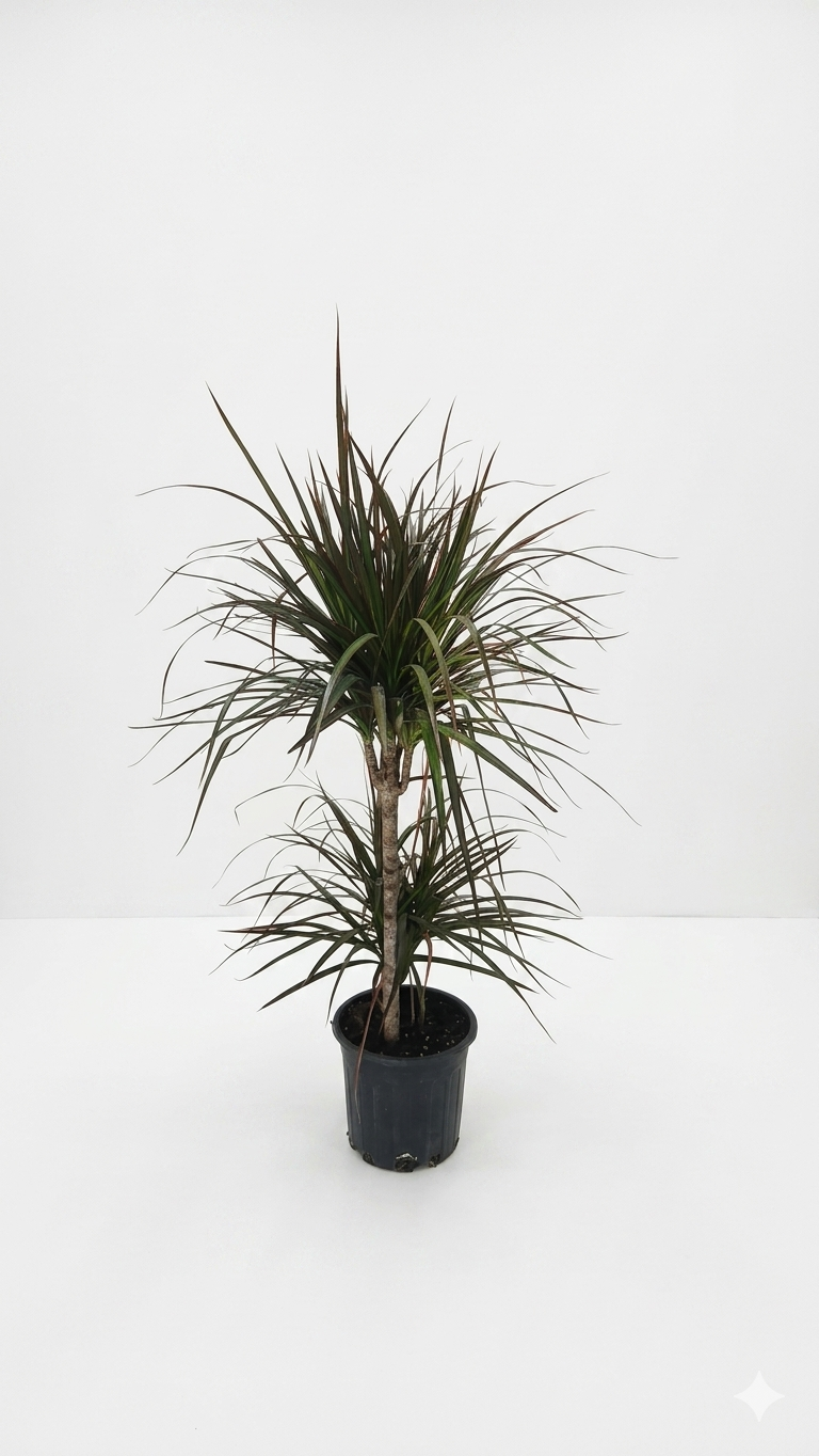 DRACAENA MARGITA P12 canlı çiçek ve bitki görseli
