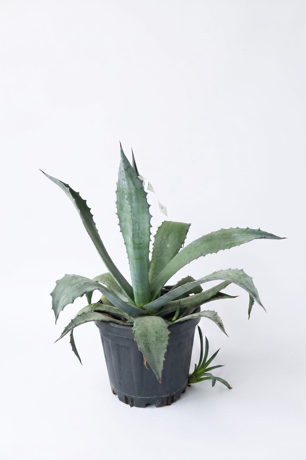 AGAVE AMERICANA 7.5L canlı çiçek ve bitki görseli