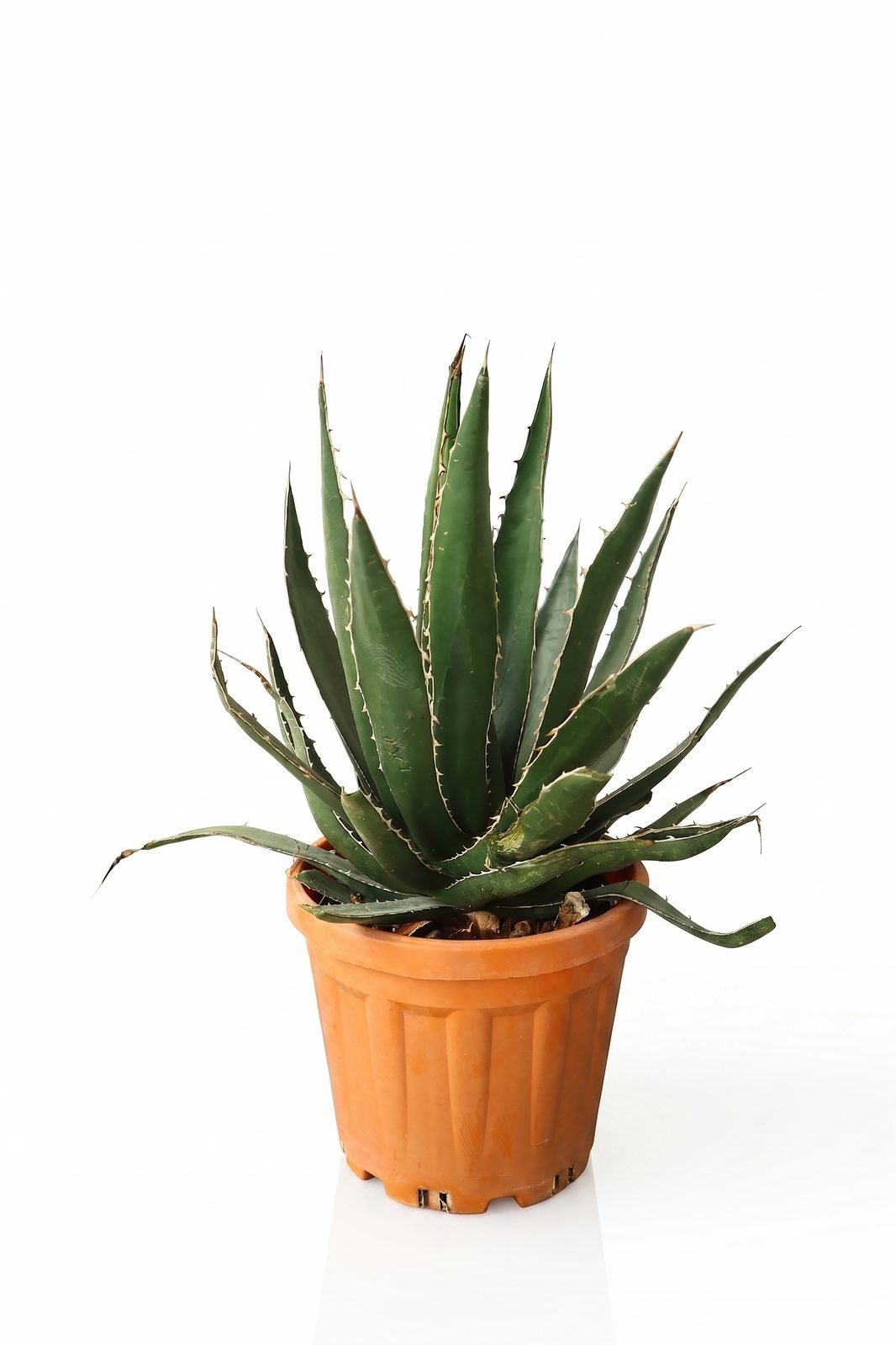 AGAVE HORRIDA 18L canlı çiçek ve bitki görseli