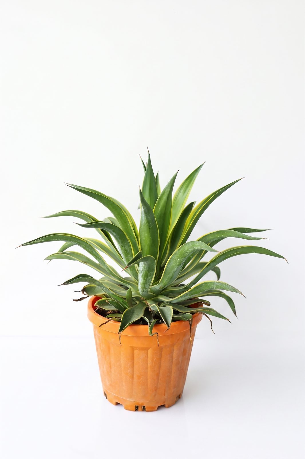 AGAVE LOPHANTA 7.5L canlı çiçek ve bitki görseli