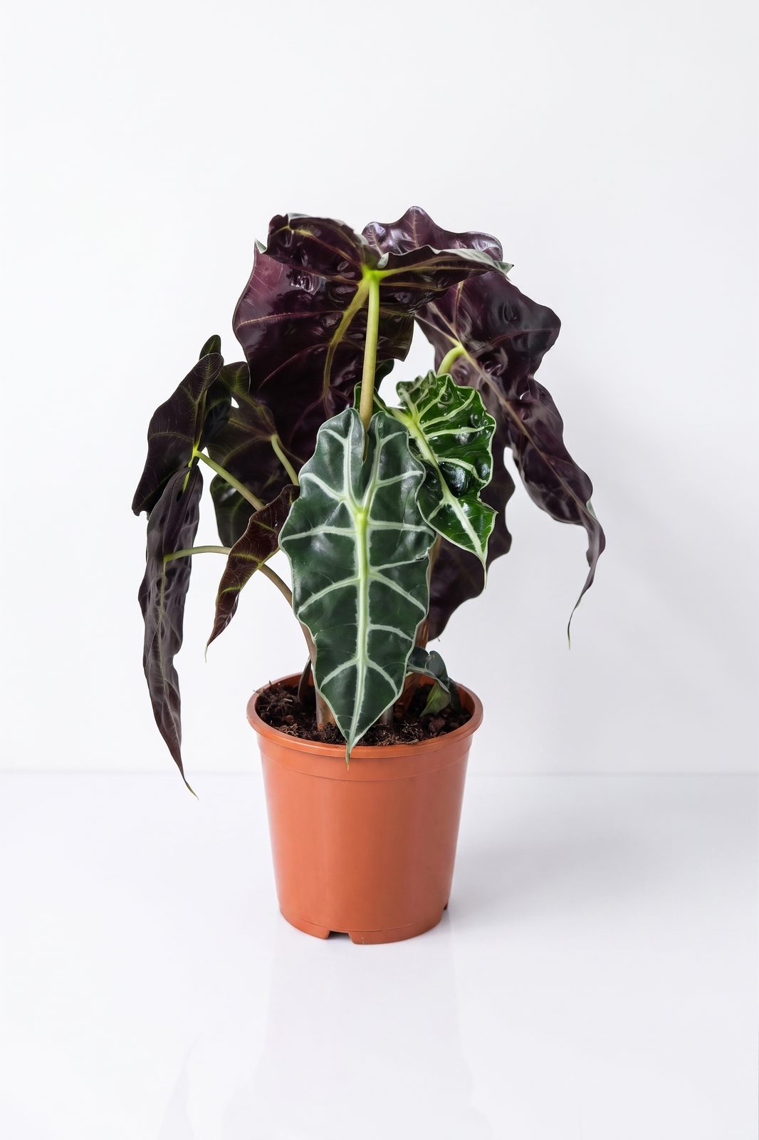 ALOCASIA MIX P19 canlı çiçek ve bitki görseli
