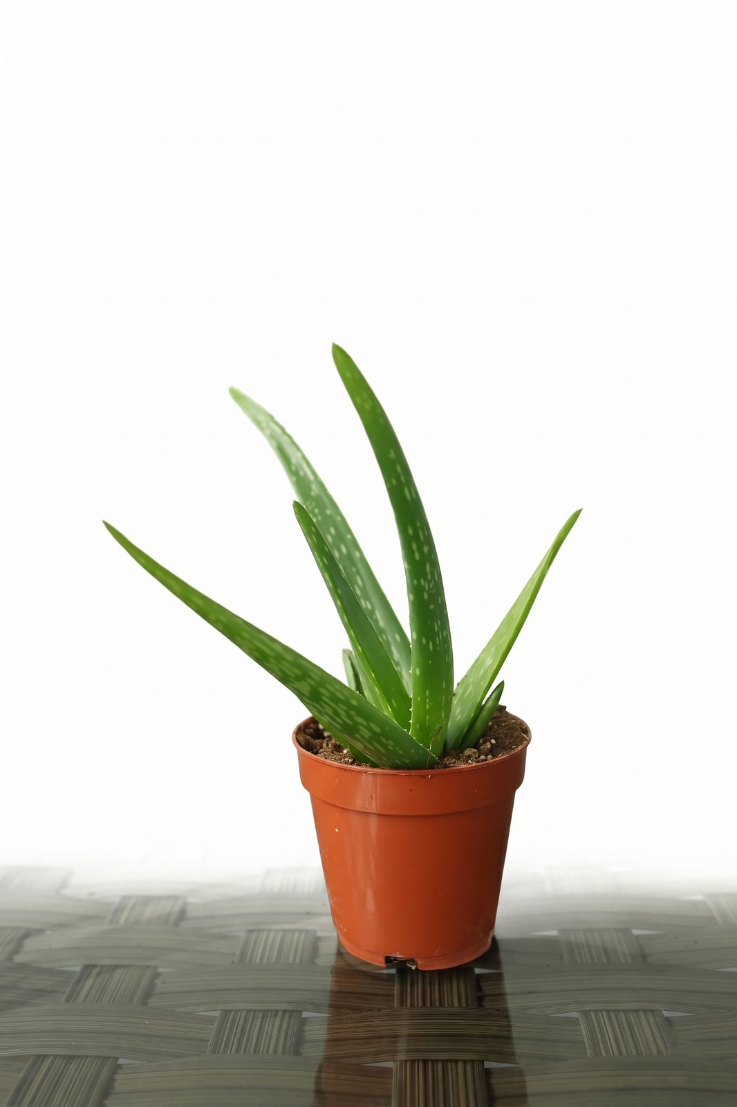 ALOEVERA P12 canlı çiçek ve bitki görseli