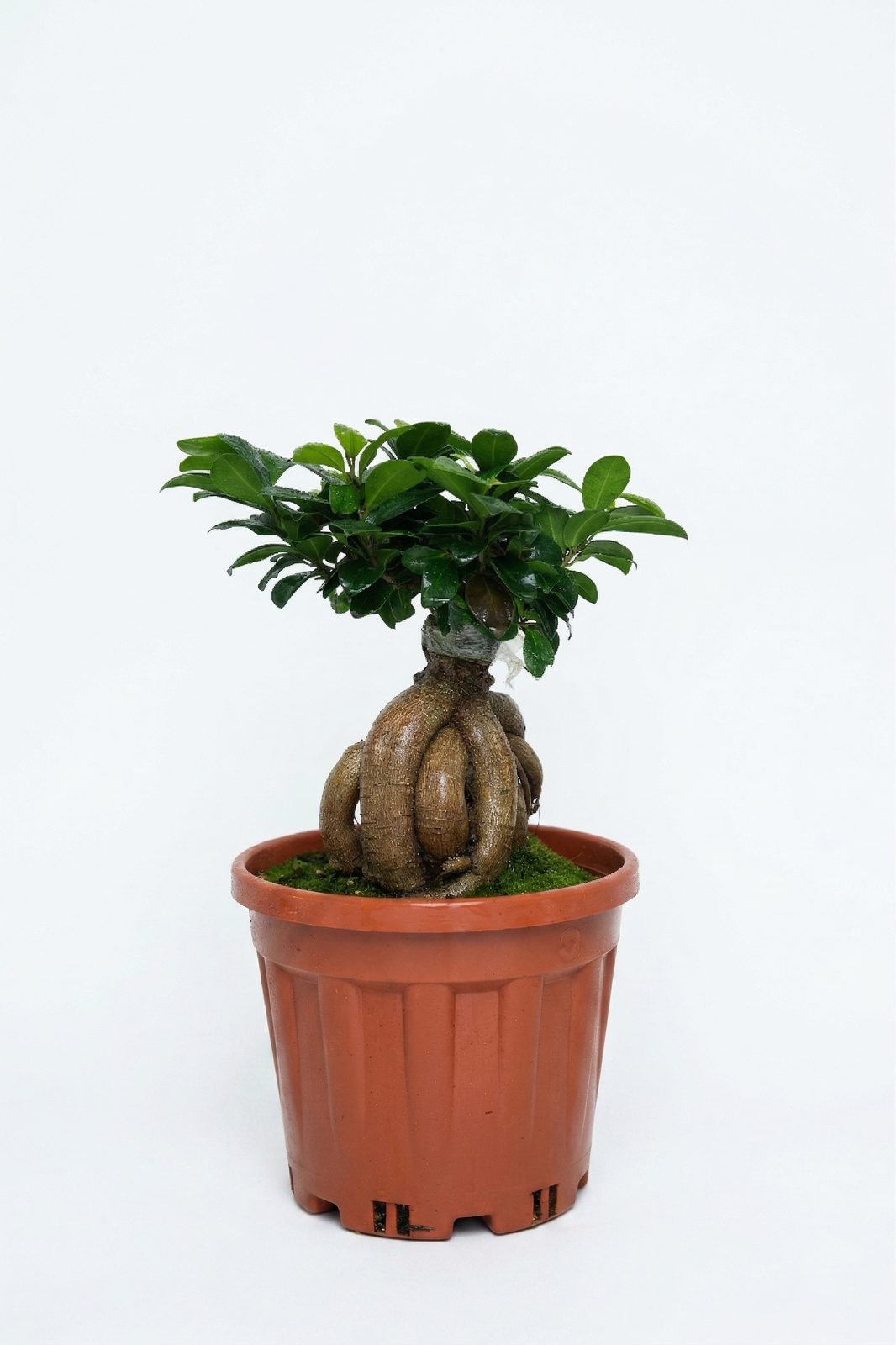 BONSAI 1000 GR canlı çiçek ve bitki görseli