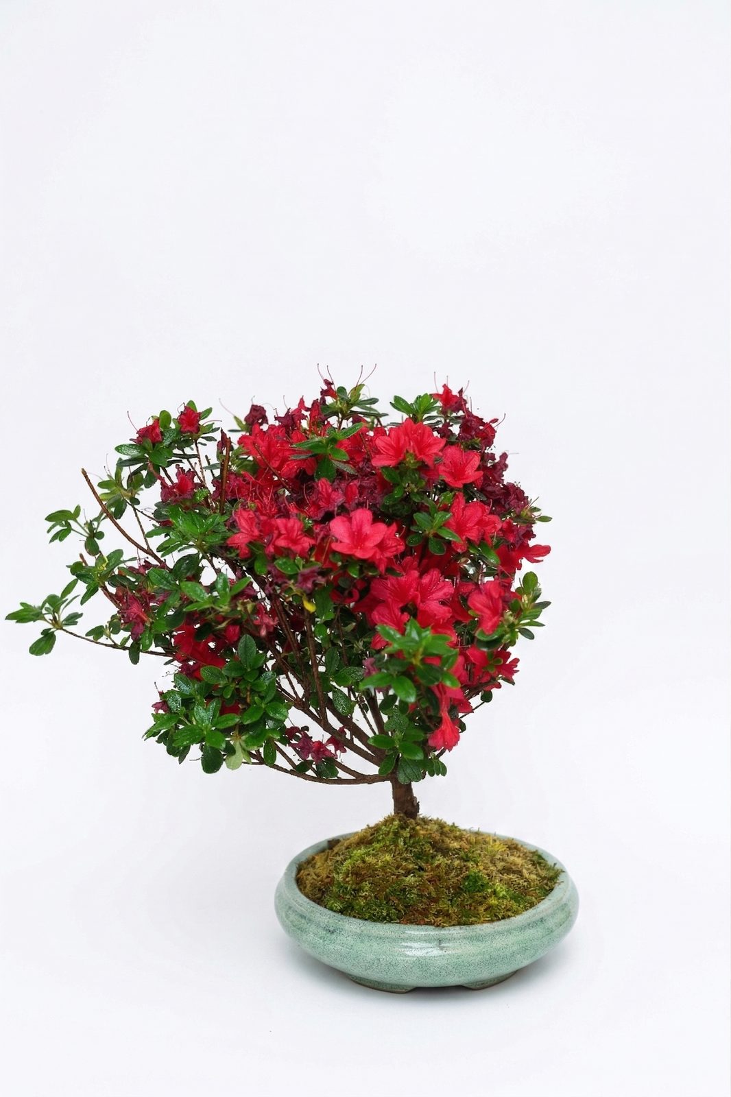 BONSAI AÇELYA görsel 2
