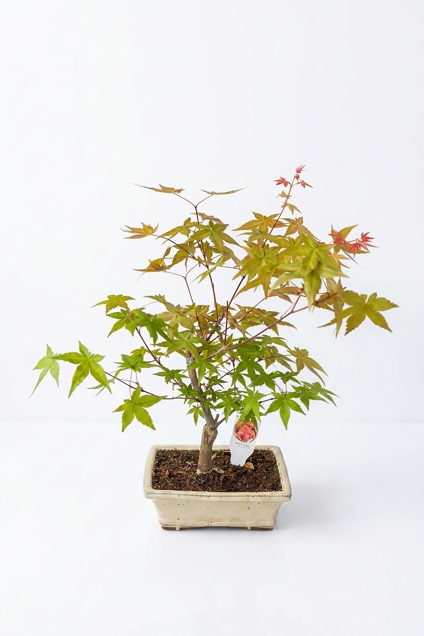 BONSAI AKÇAAĞAÇ (KÜÇÜK) canlı çiçek ve bitki görseli