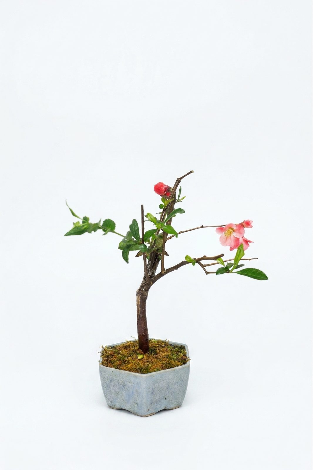 BONSAI JAPON AYVASI canlı çiçek ve bitki görseli