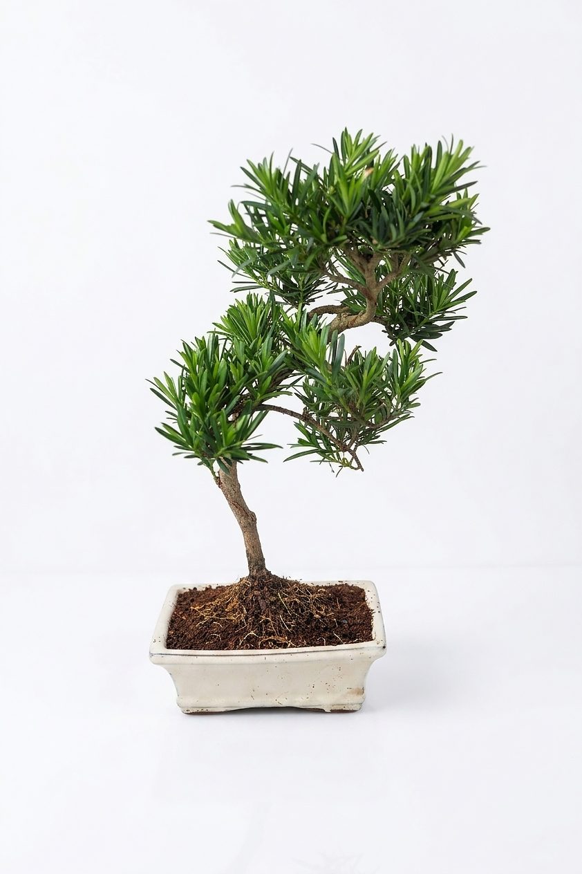 BONSAI NANO ARDIÇ canlı çiçek ve bitki görseli
