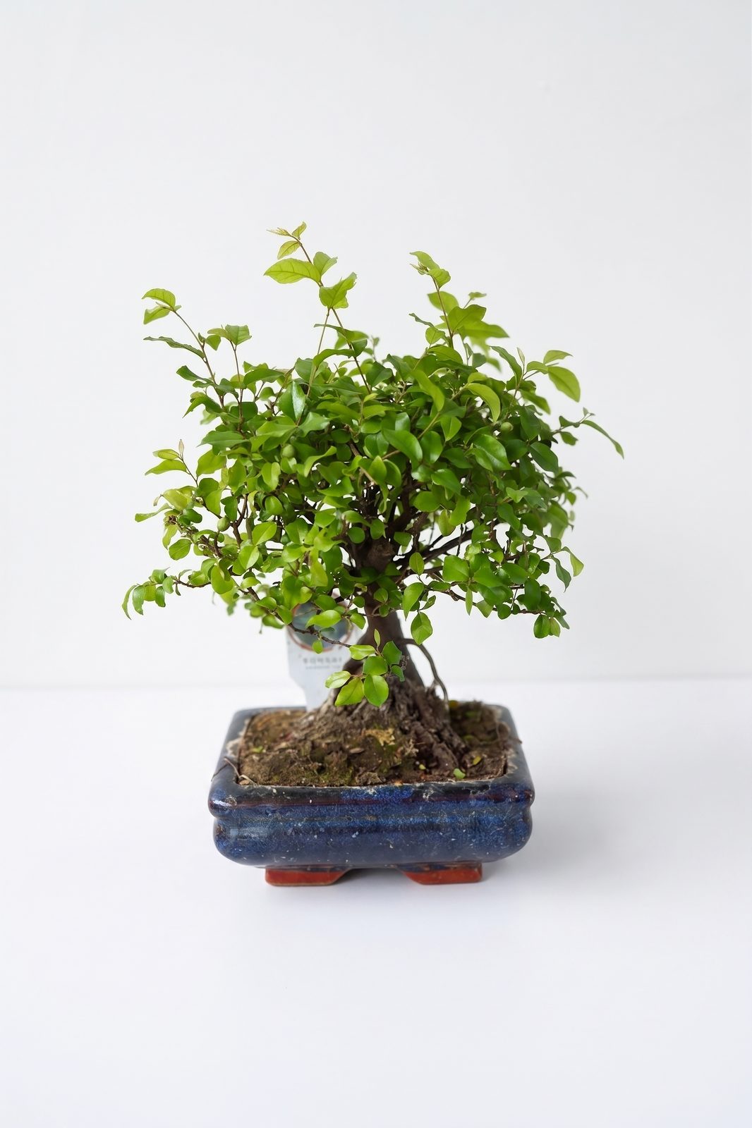BONSAI SÜS İĞDESİ canlı çiçek ve bitki görseli