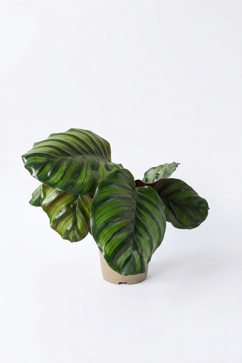 CALATHEA MIX P14 canlı çiçek ve bitki görseli