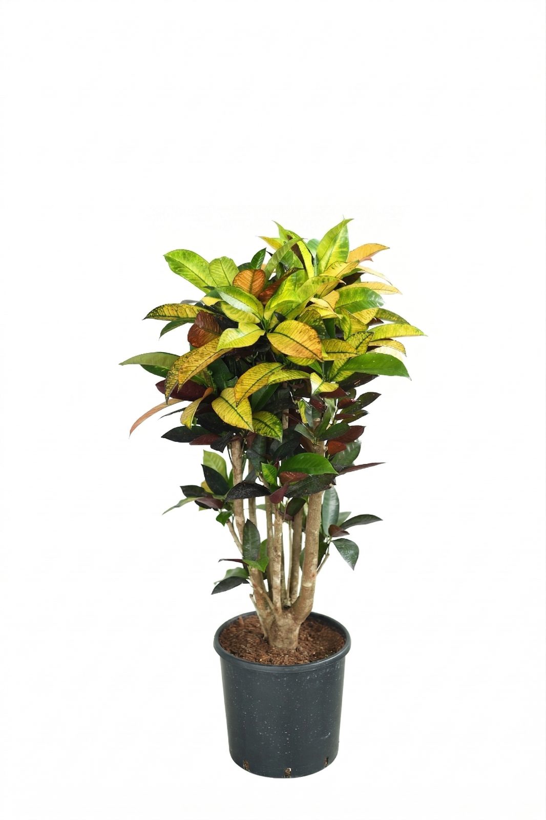 CODIAEUM VARIEGATUN P24 canlı çiçek ve bitki görseli