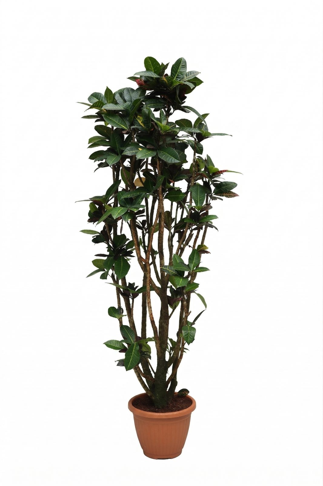 CODIAEUM VARIEGATUN P27 canlı çiçek ve bitki görseli