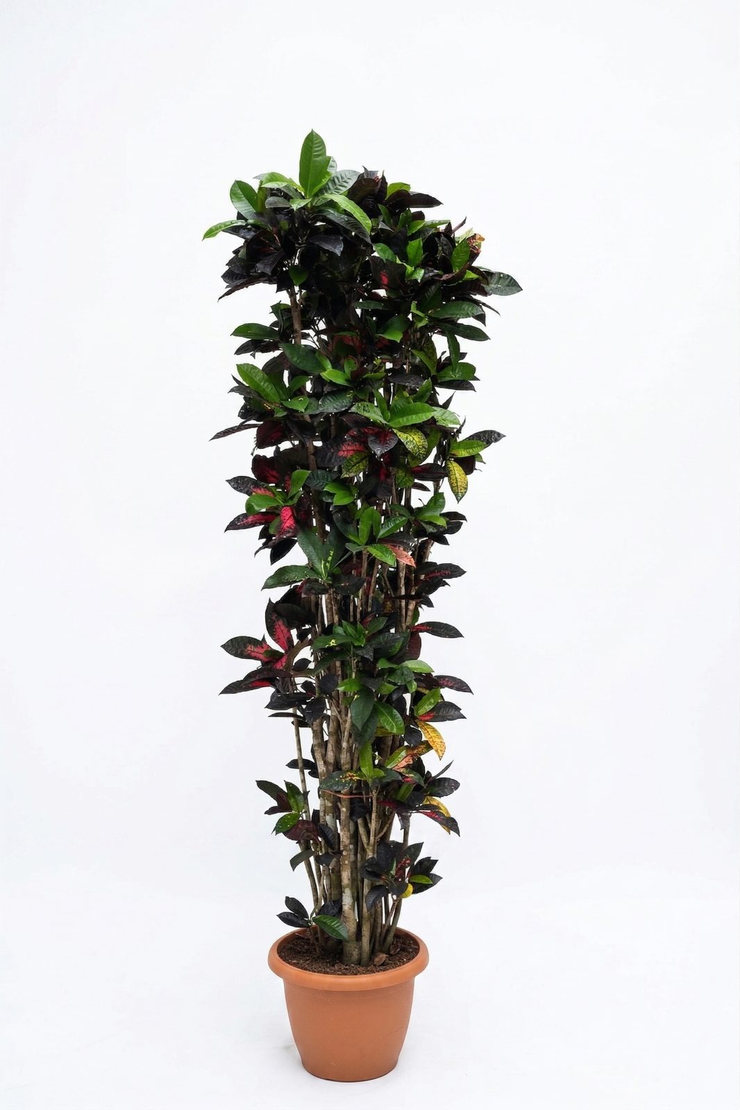 CODIAEUM VARIEGATUN P30 canlı çiçek ve bitki görseli