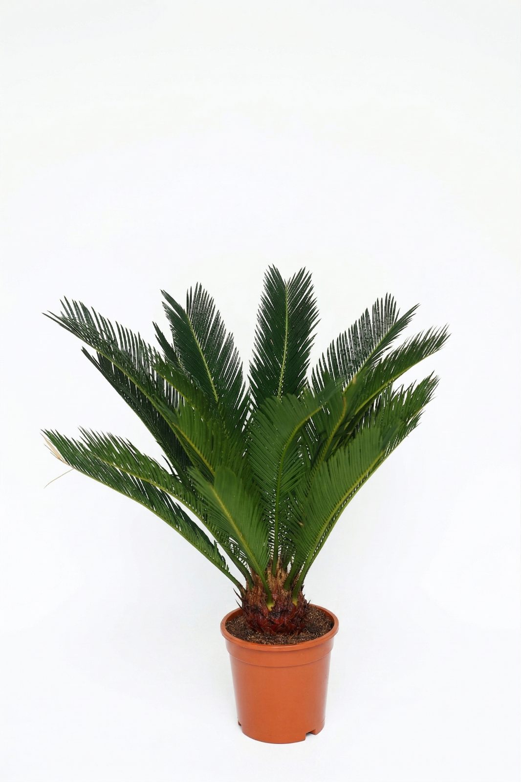 CYCAS REVALUTA P17 canlı çiçek ve bitki görseli