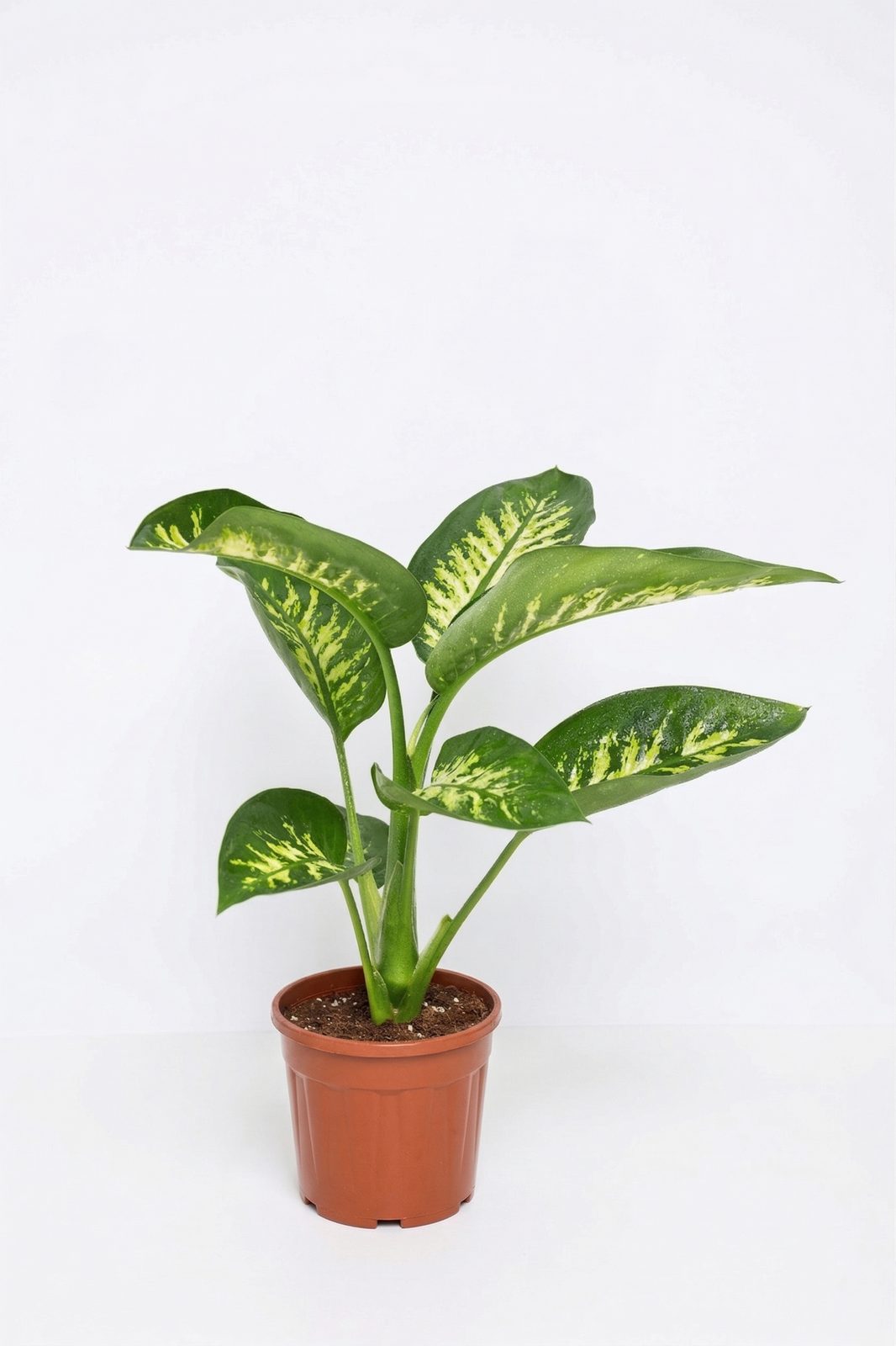 DIEFFENBACHIA CAMILLA P17 canlı çiçek ve bitki görseli