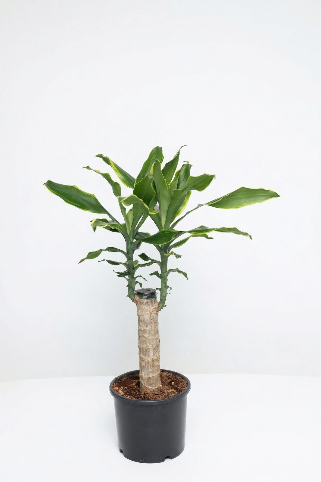 DRACAENA MASSENGEANE P15 canlı çiçek ve bitki görseli