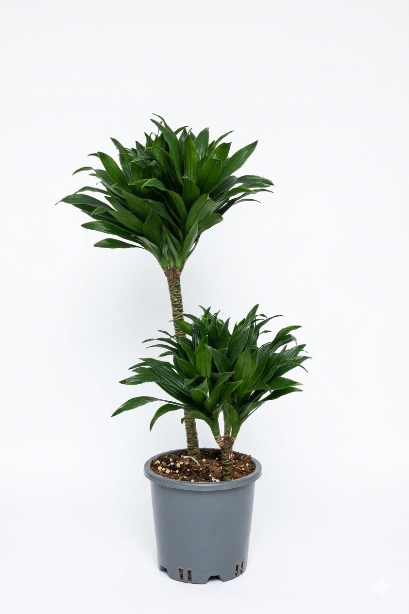 DRACAENA MASSENGEANE P15 görsel 3