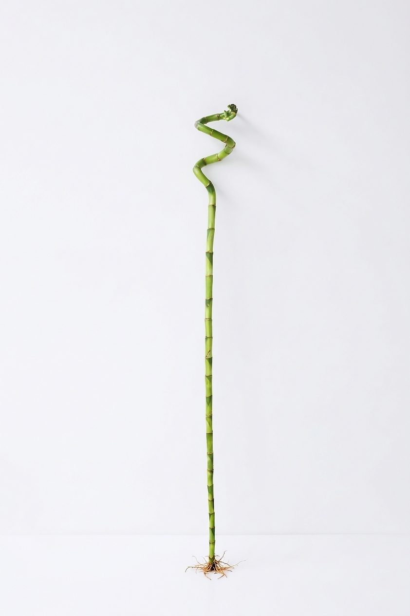 SANDERIANA BAMBU 100CM canlı çiçek ve bitki görseli