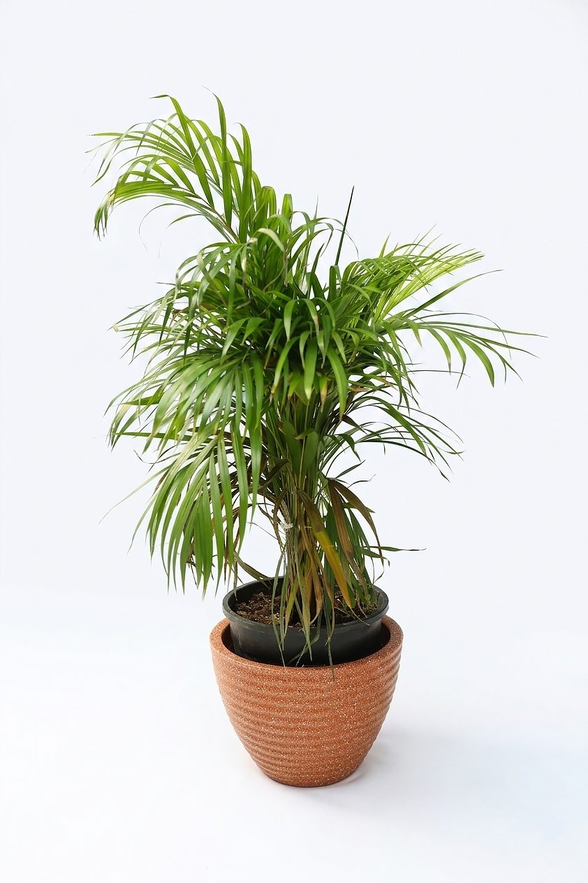 DYPSIS LUTESCENS ARECA P17 canlı çiçek ve bitki görseli