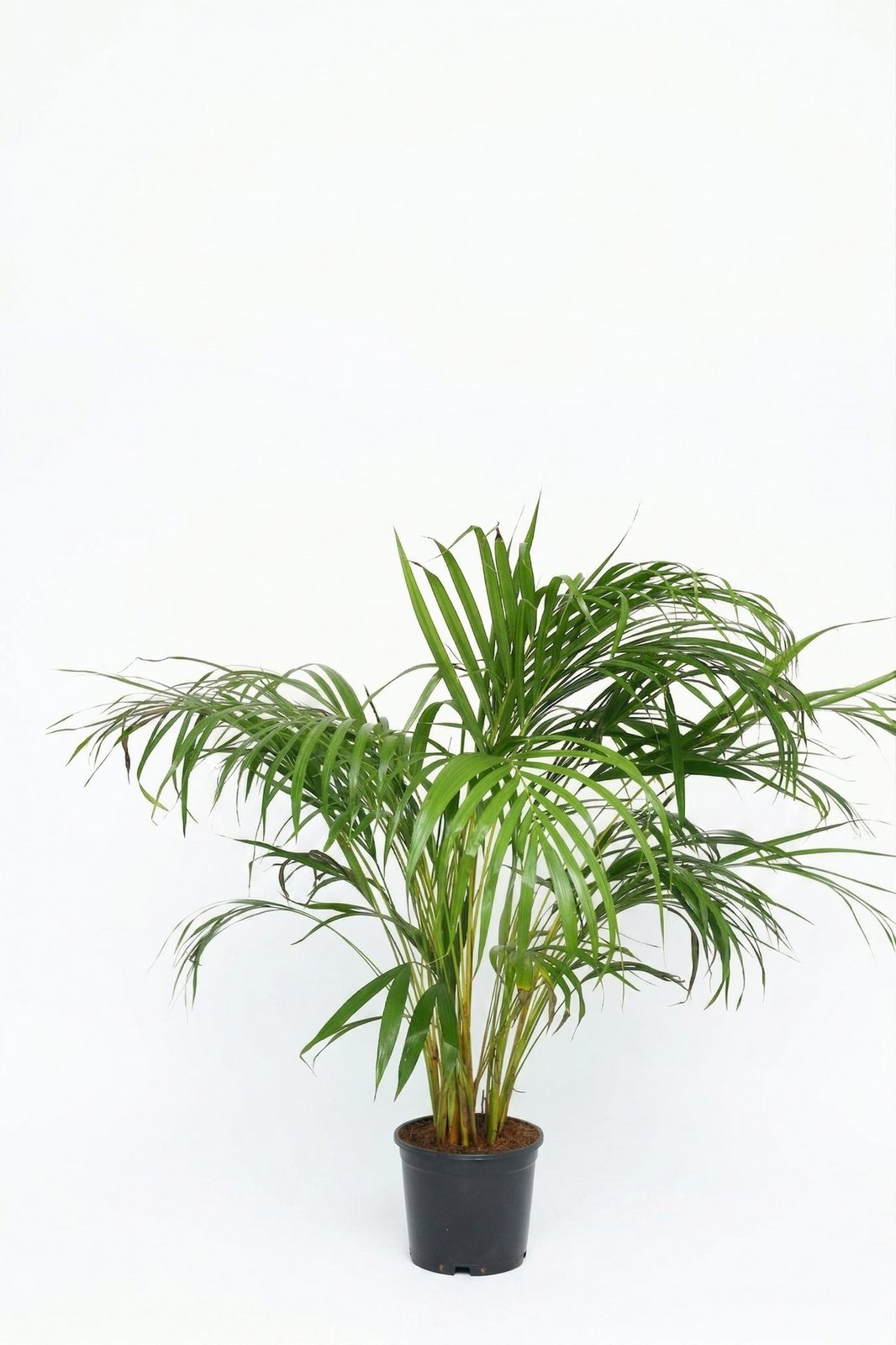DYPSIS LUTESCENS ARECA P17 görsel 3