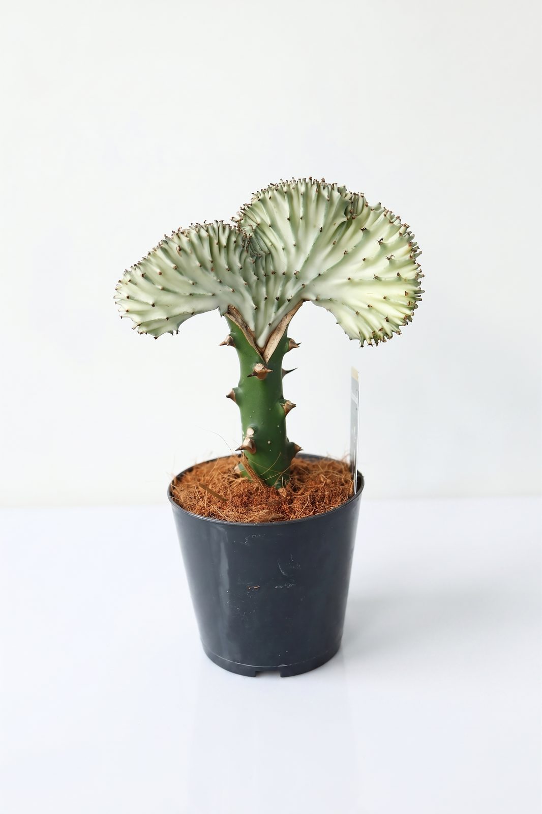 EUPHORBIA LACTEA CRISTATA P10.5 canlı çiçek ve bitki görseli