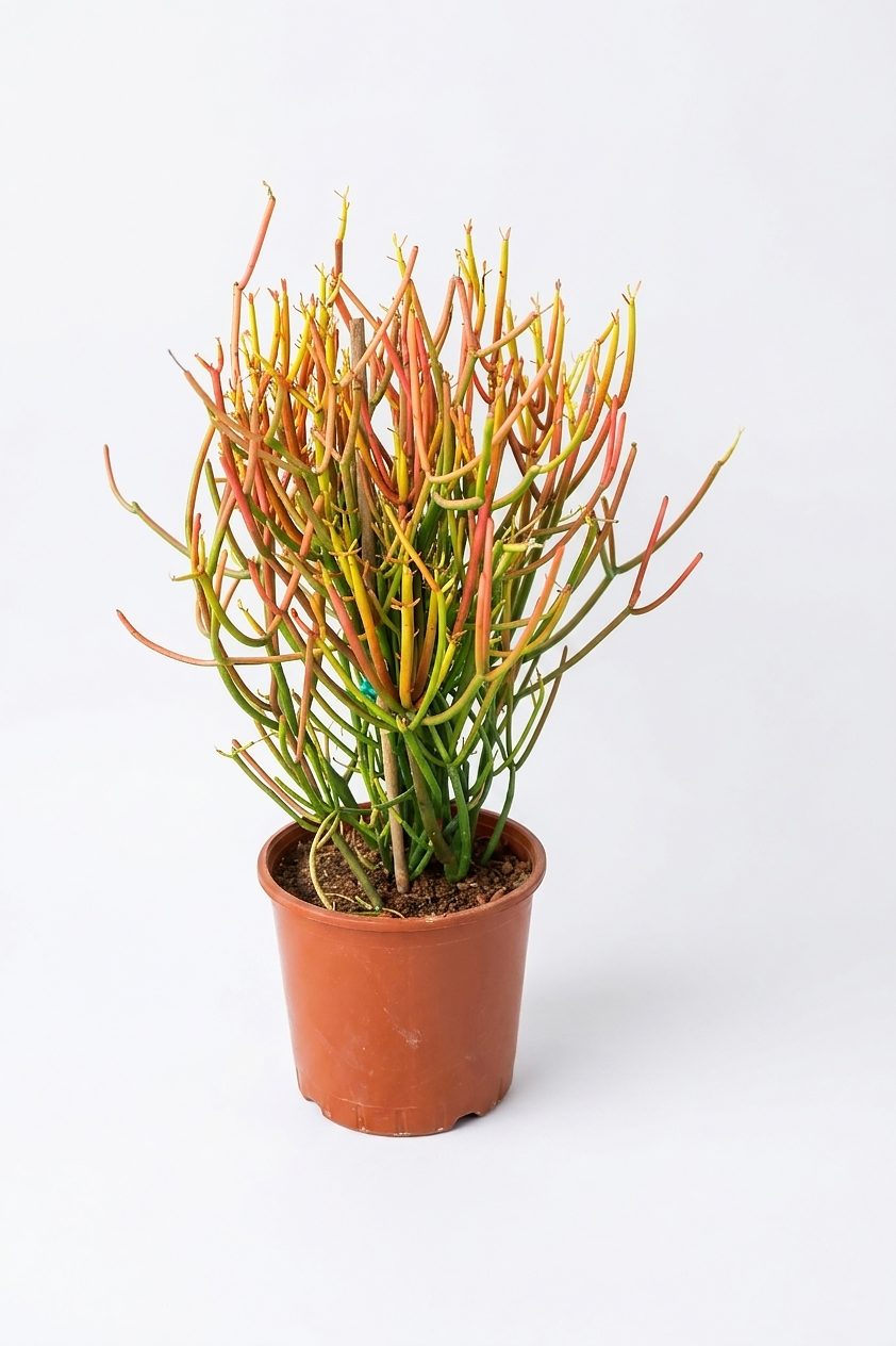 EUPHORBIA MIX P24 canlı çiçek ve bitki görseli