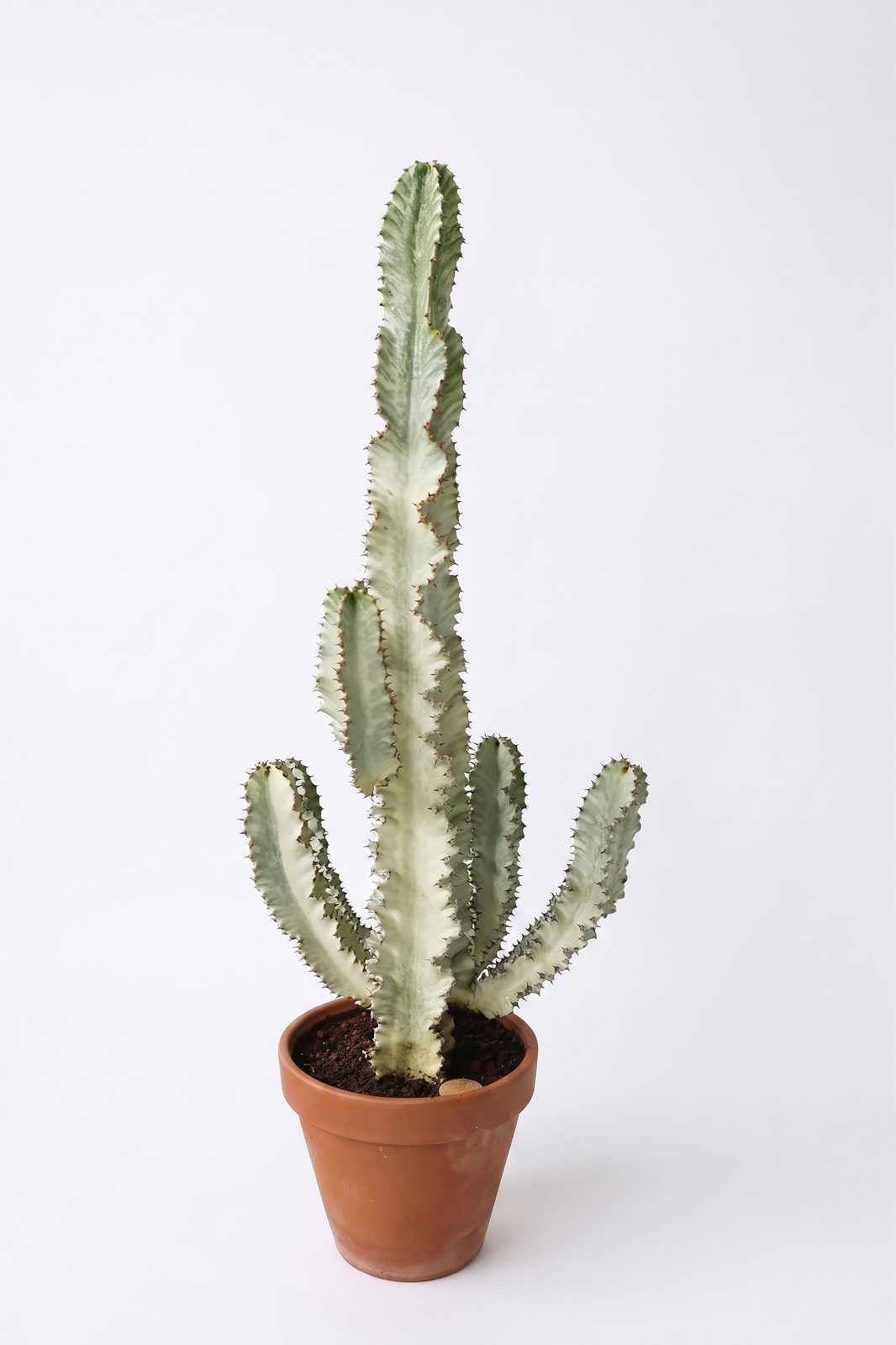 EUPHORBIA MIX P35 canlı çiçek ve bitki görseli