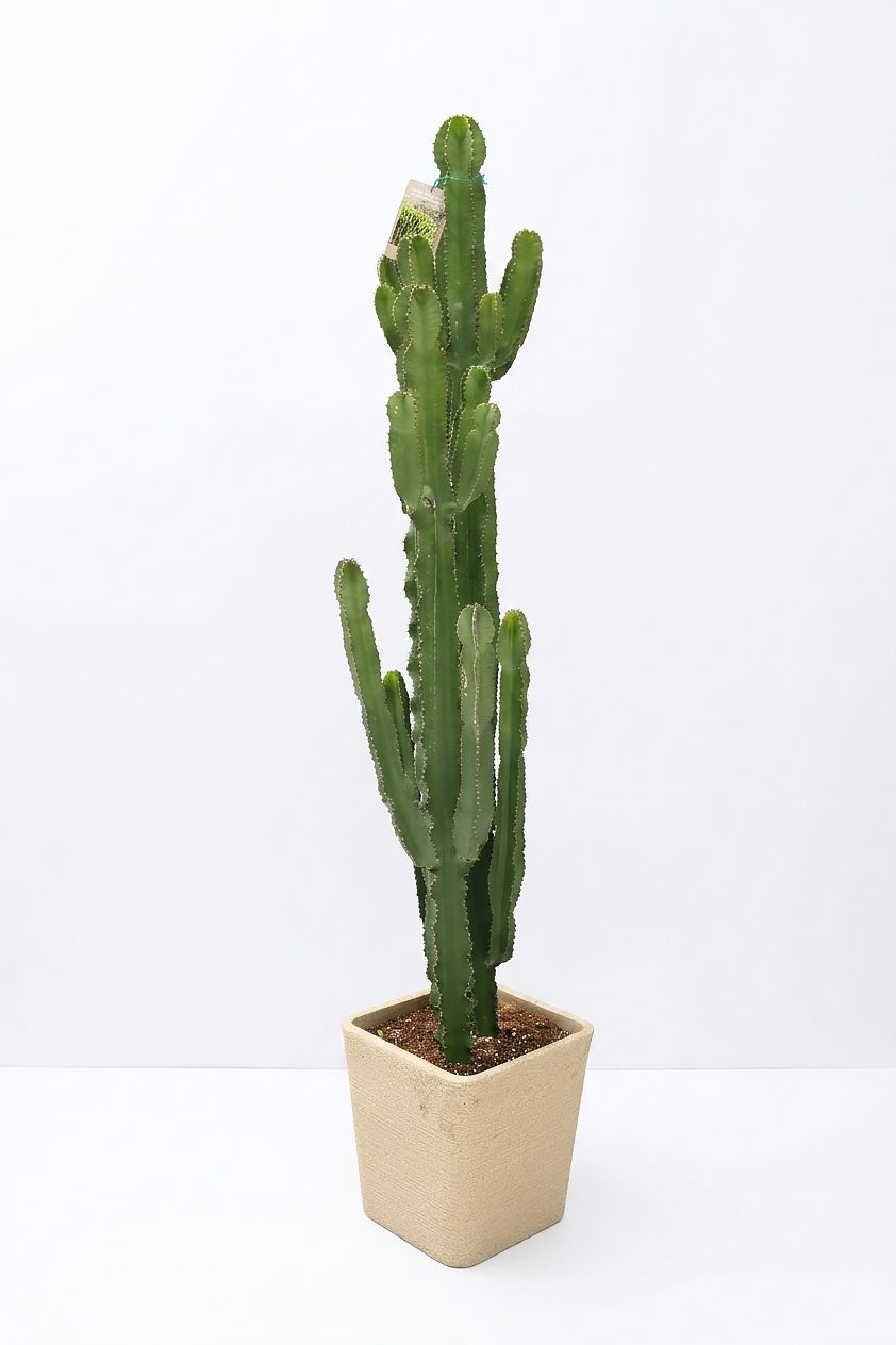 EUPHORBIA MIX P40 canlı çiçek ve bitki görseli