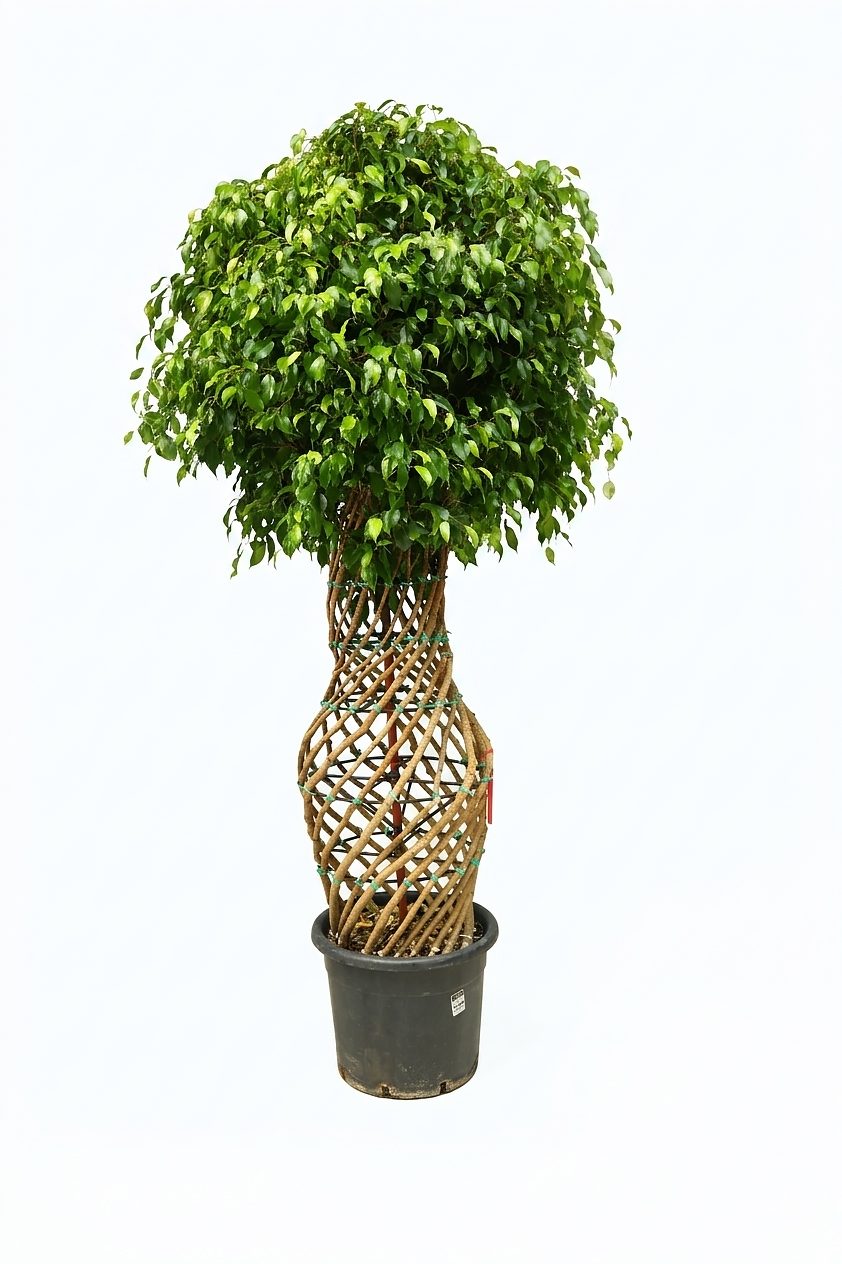 FICUS BENJAMIN P30 ORTA BOY canlı çiçek ve bitki görseli