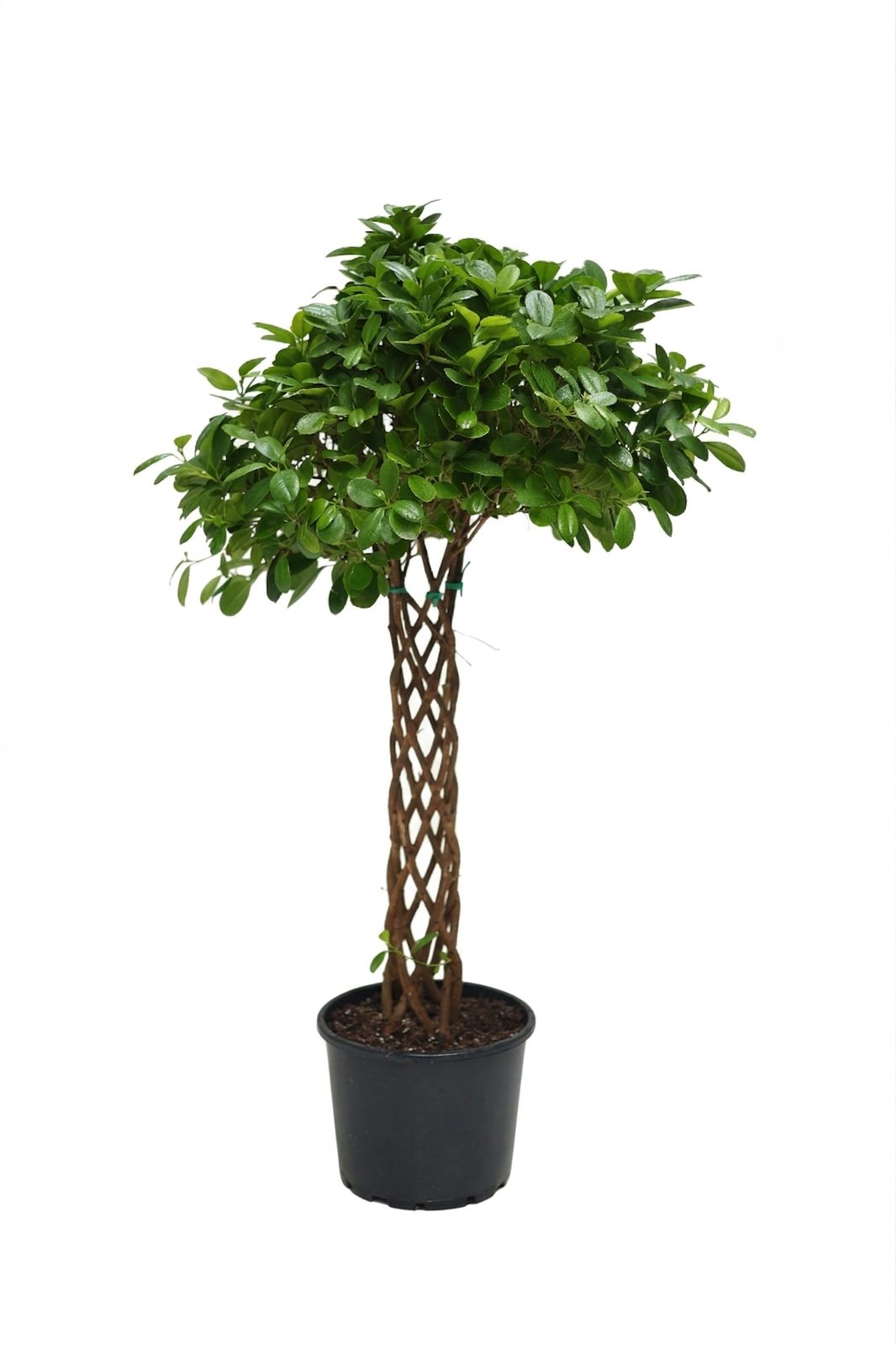 FICUS BENJAMIN P30 ORTA BOY görsel 4