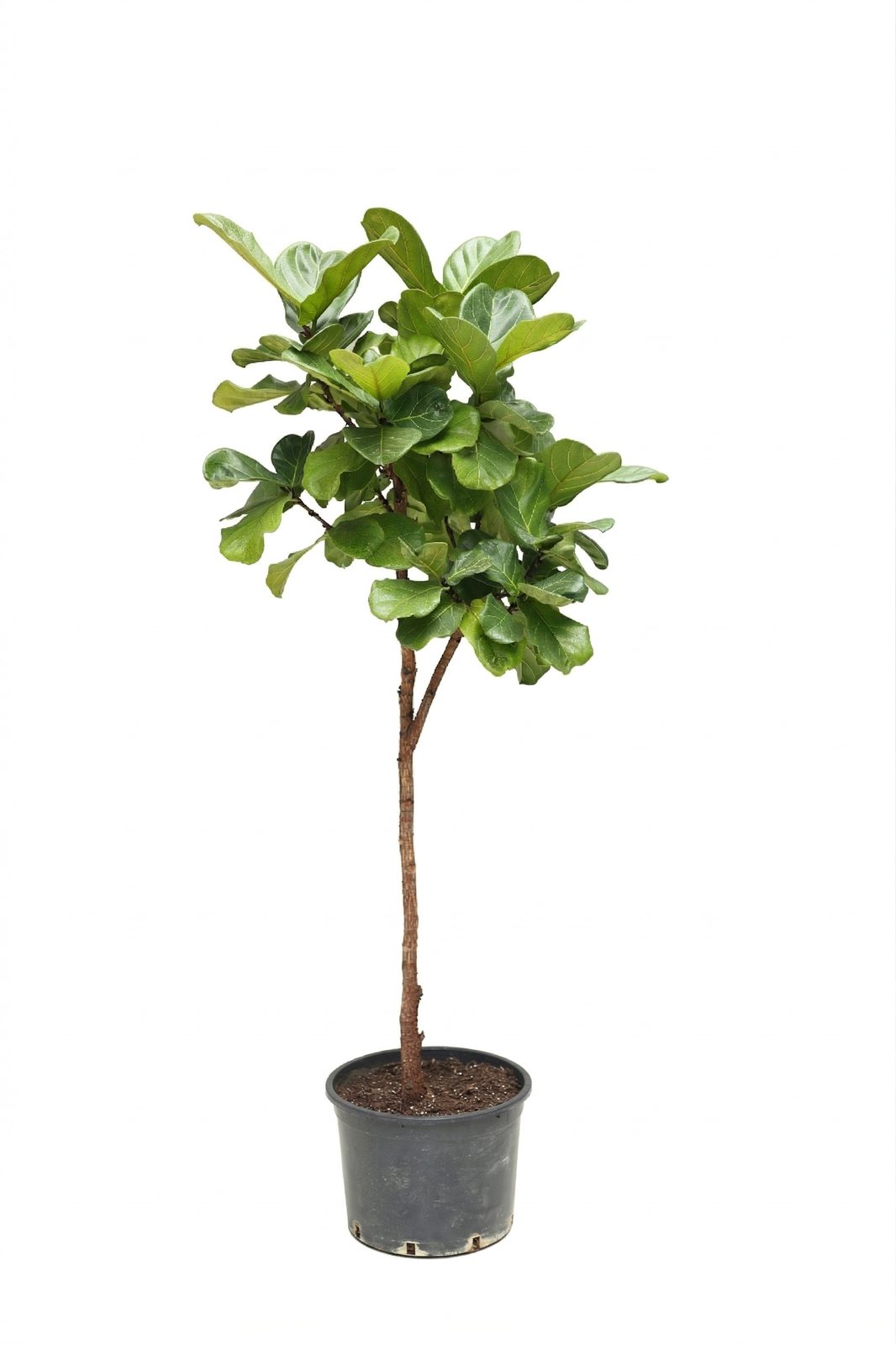FICUS LYRATA BAMBINO P30 ORTA canlı çiçek ve bitki görseli