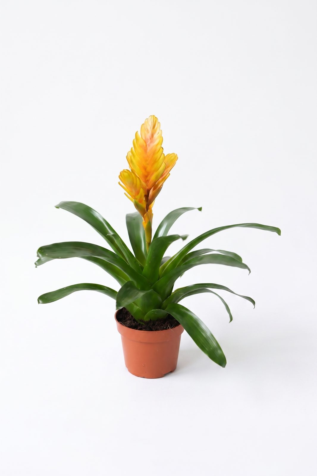 GUZMANIA KIRMIZI YILDIZ ORTA BOY