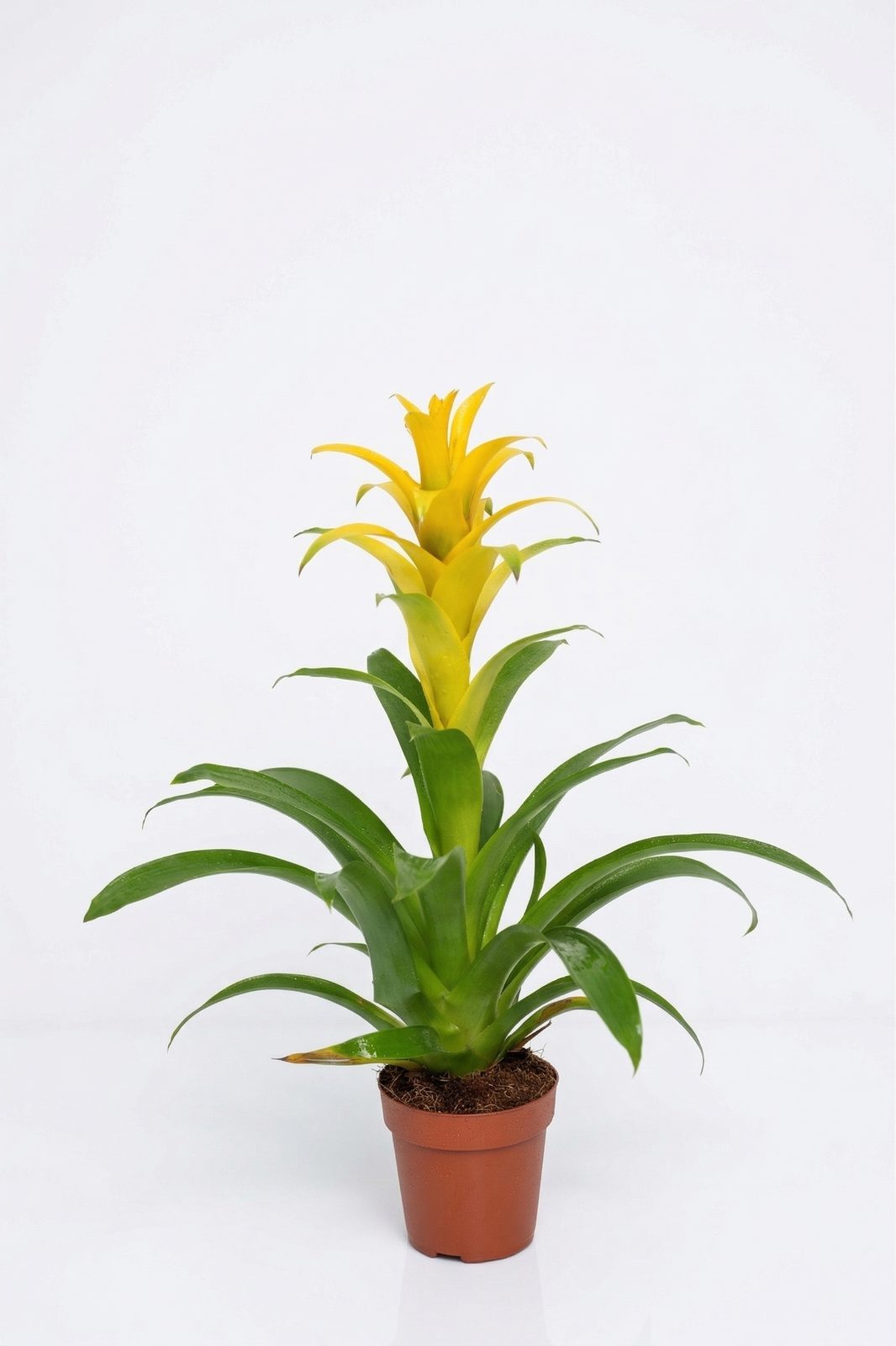 GUZMANIA KIRMIZI YILDIZ ORTA BOY görsel 2