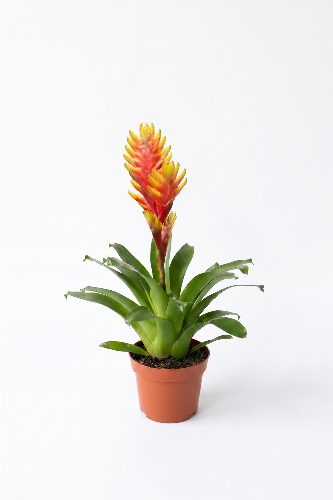 GUZMANIA KIRMIZI YILDIZ ORTA BOY görsel 3