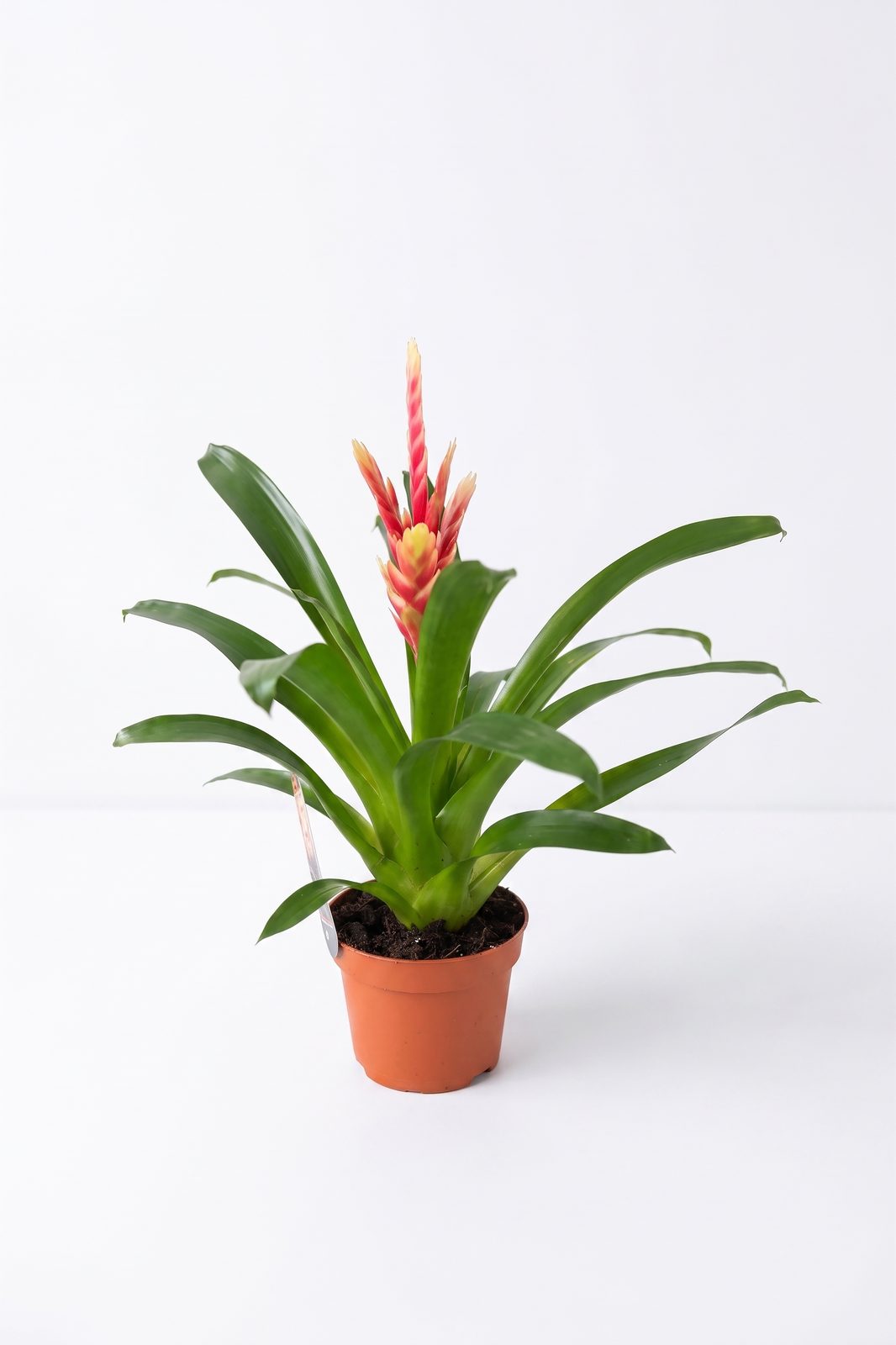 GUZMANIA KIRMIZI YILDIZ ORTA BOY görsel 4