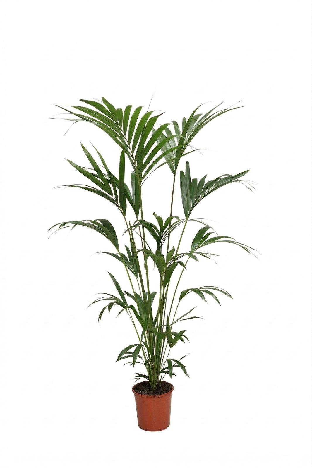 HOWEA FORSTERIANA P21 canlı çiçek ve bitki görseli