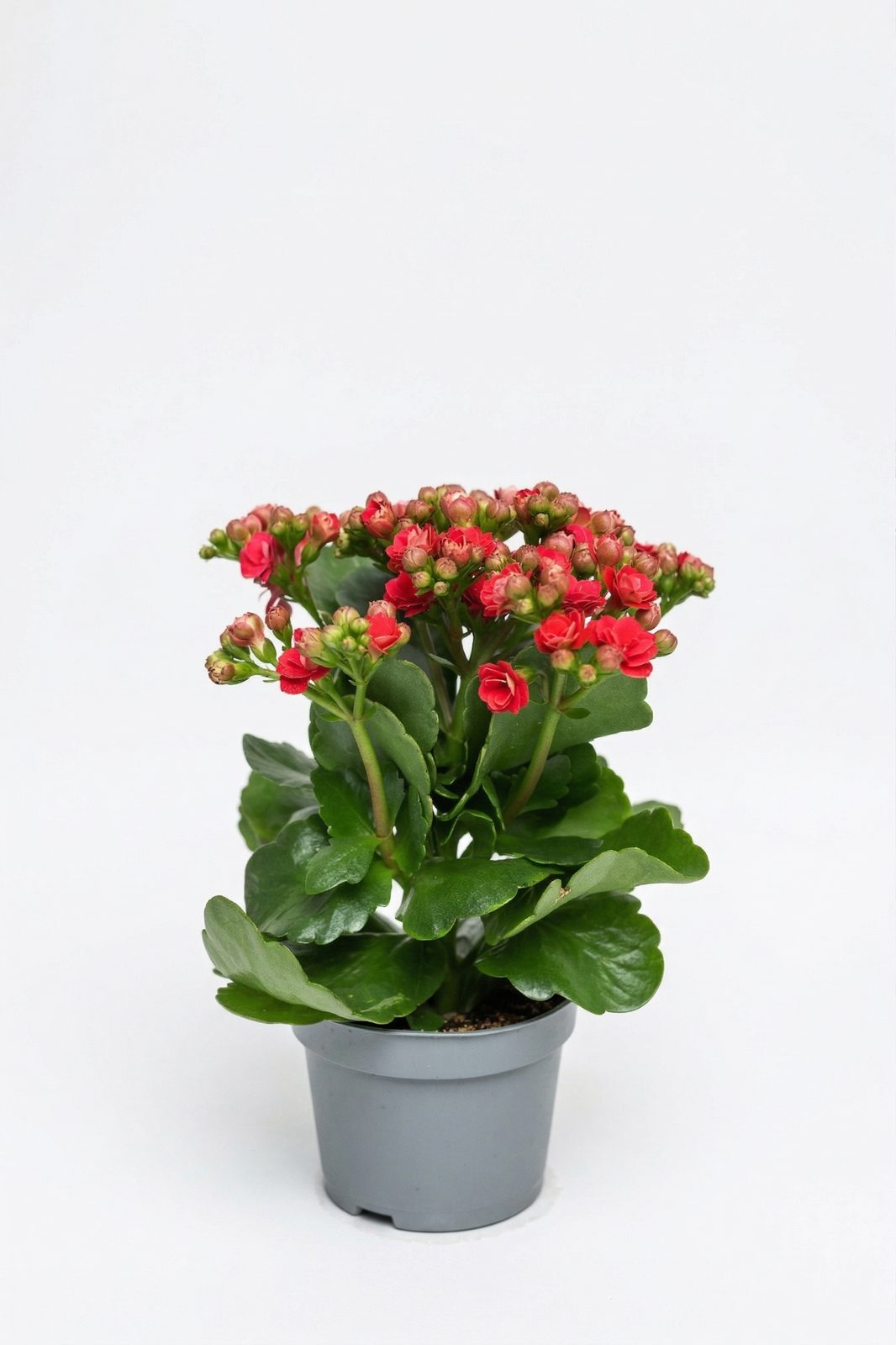 KALANCHOE MIX KÜÇÜK canlı çiçek ve bitki görseli