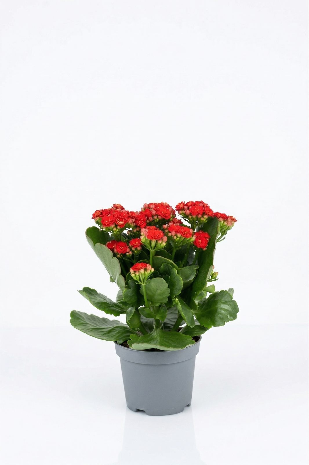 KALANCHOE MIX KÜÇÜK görsel 2