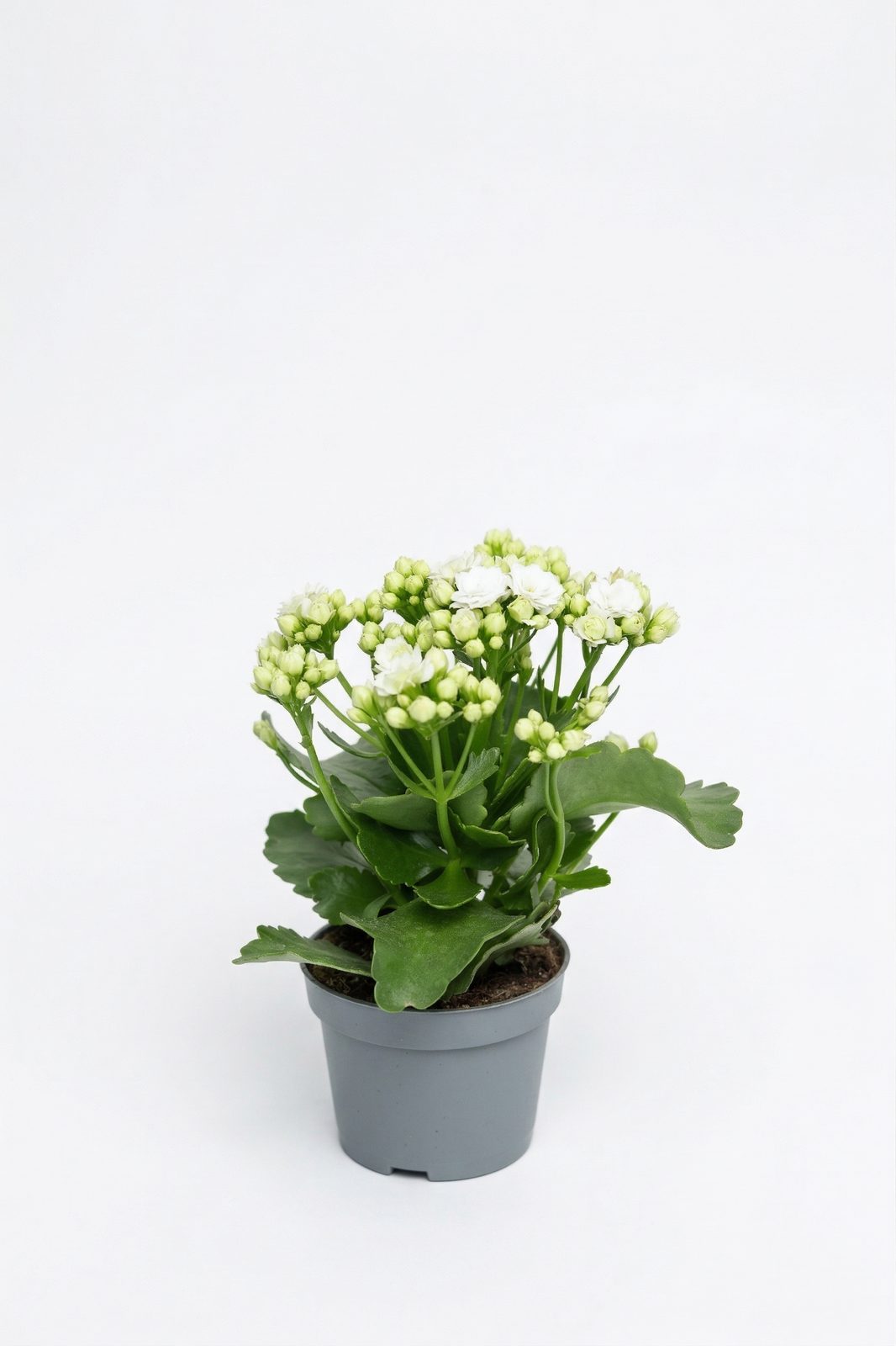 KALANCHOE MIX KÜÇÜK görsel 3