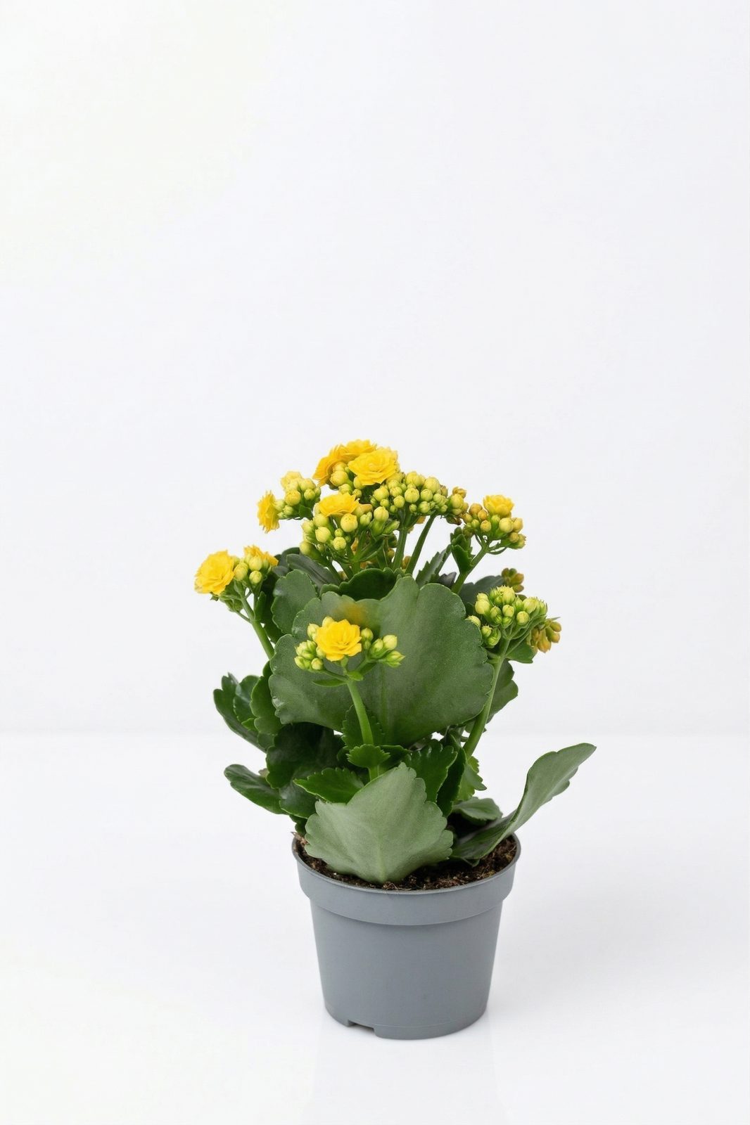 KALANCHOE MIX KÜÇÜK görsel 4
