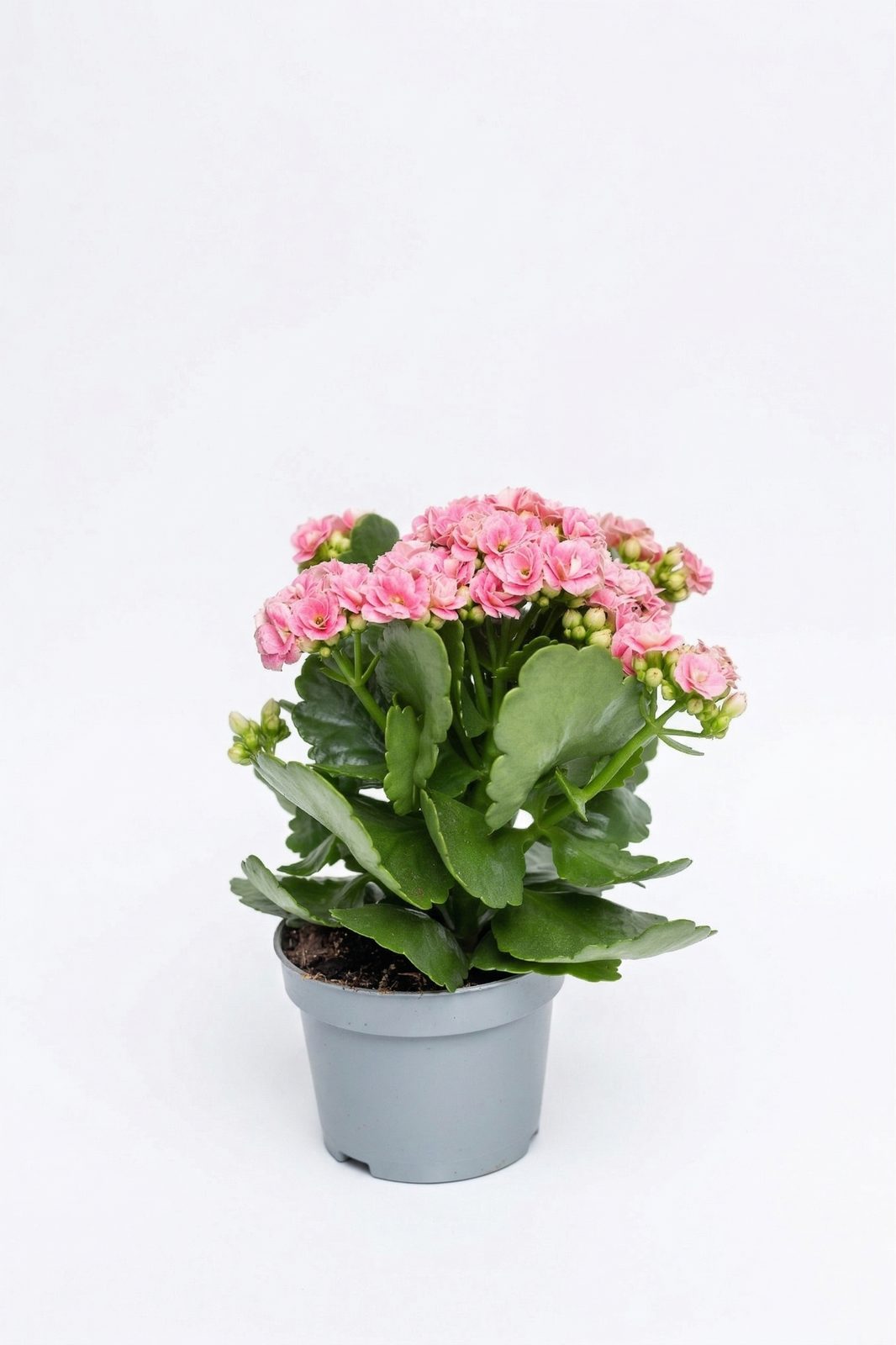 KALANCHOE MIX KÜÇÜK görsel 5