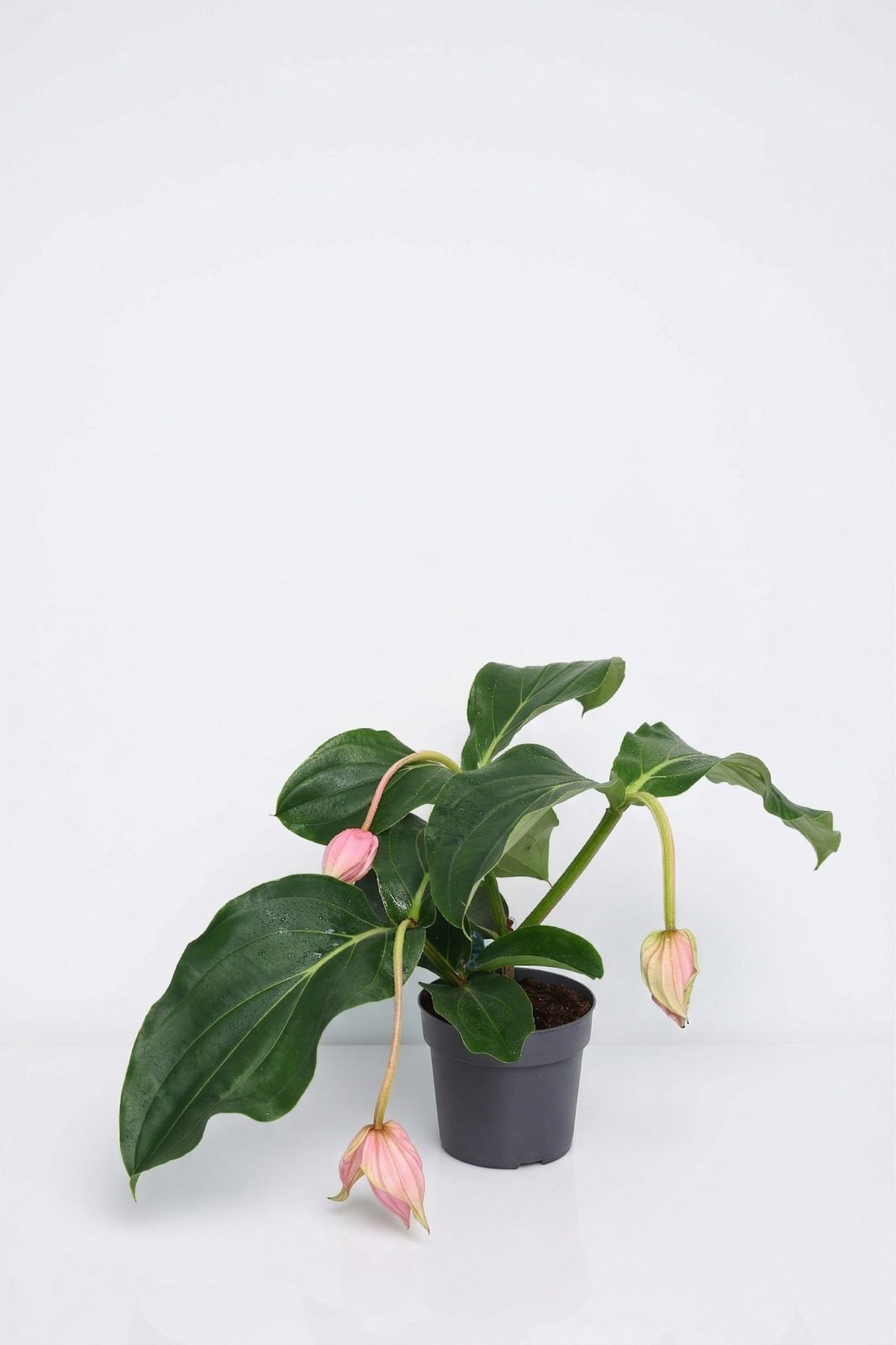 MEDINILLA FLEMANCO canlı çiçek ve bitki görseli