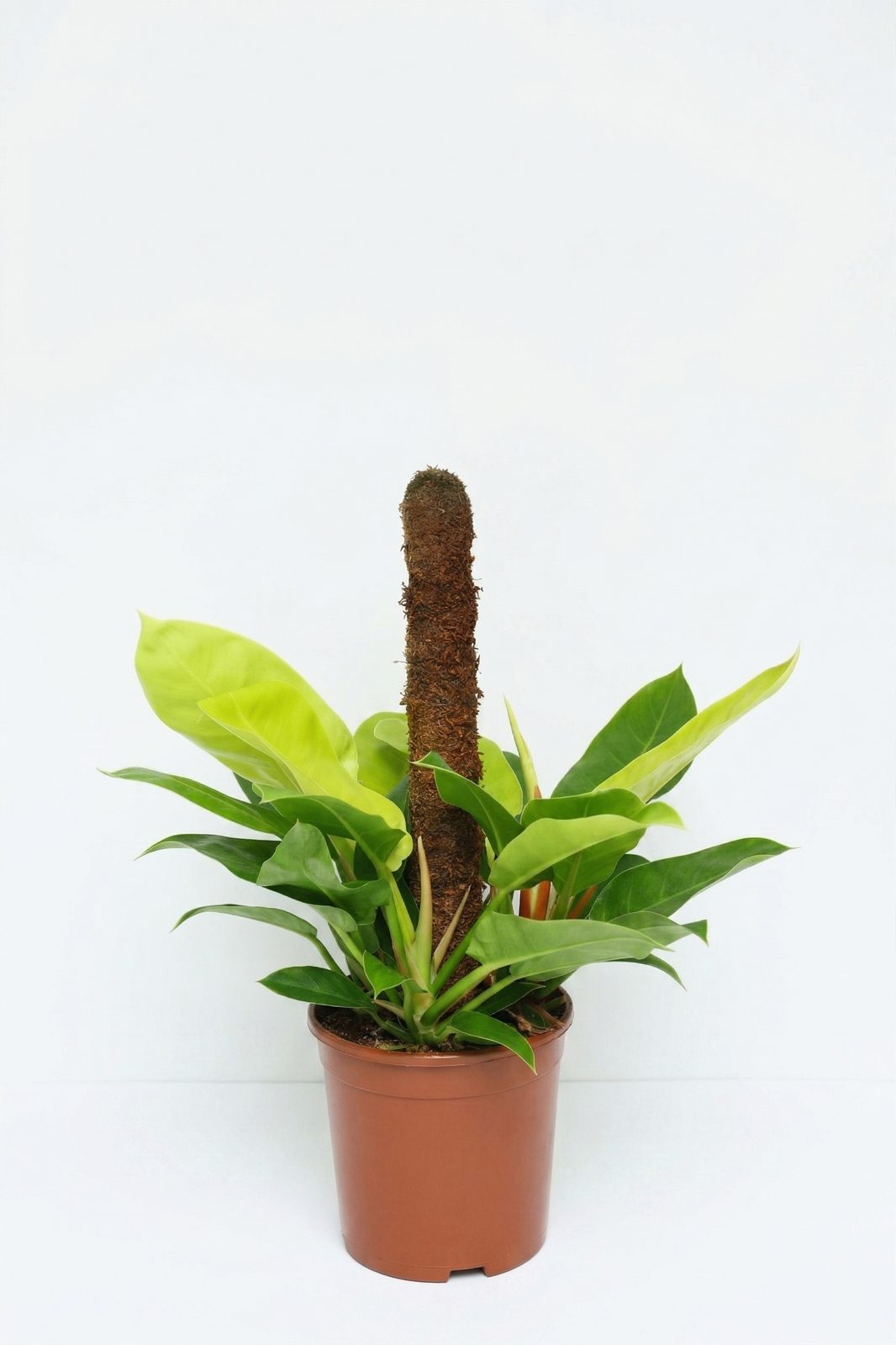 PHILODENDRON MIX BÜYÜK canlı çiçek ve bitki görseli