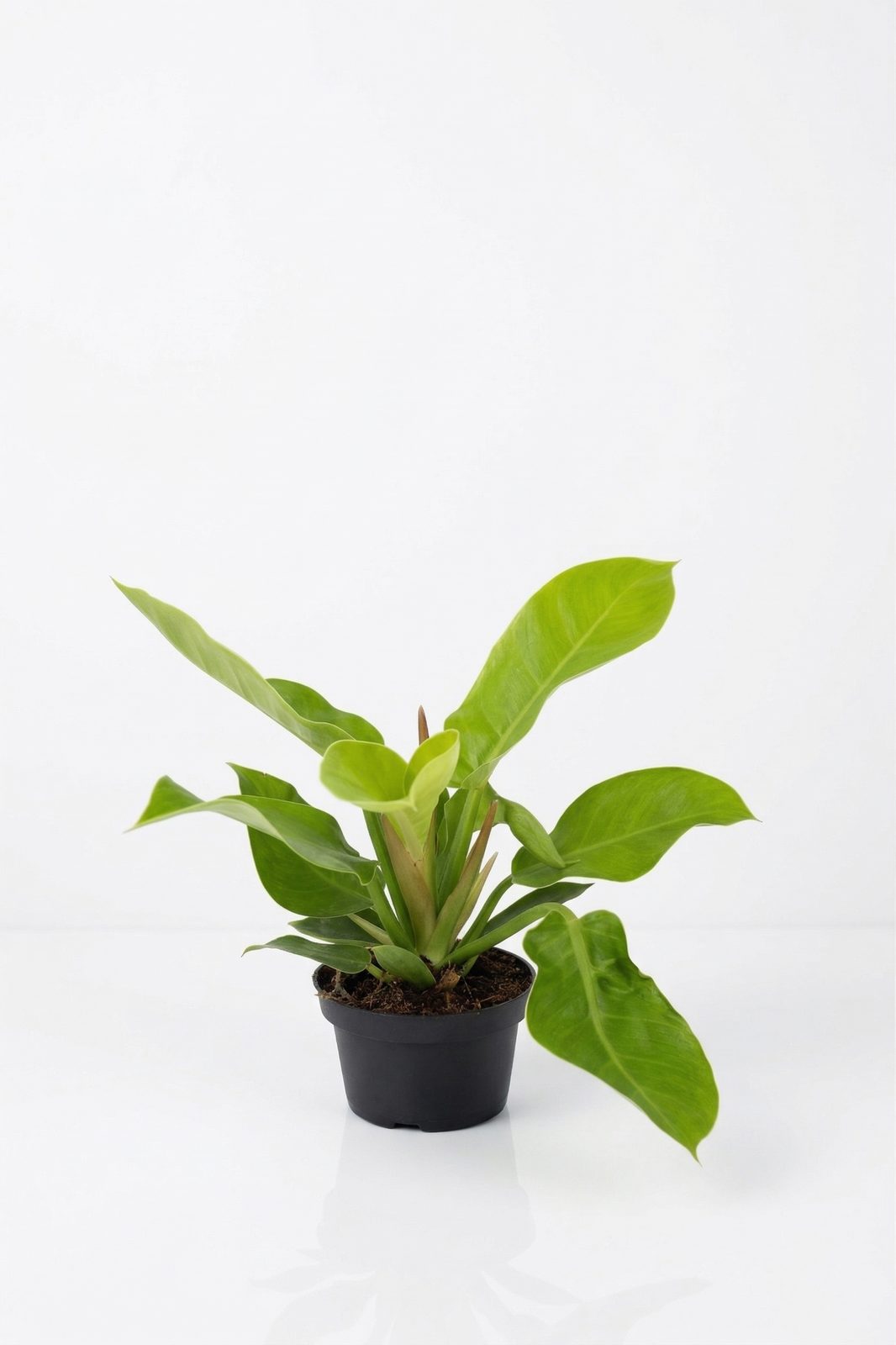 PHILODENDRON MIX KÜÇÜK canlı çiçek ve bitki görseli