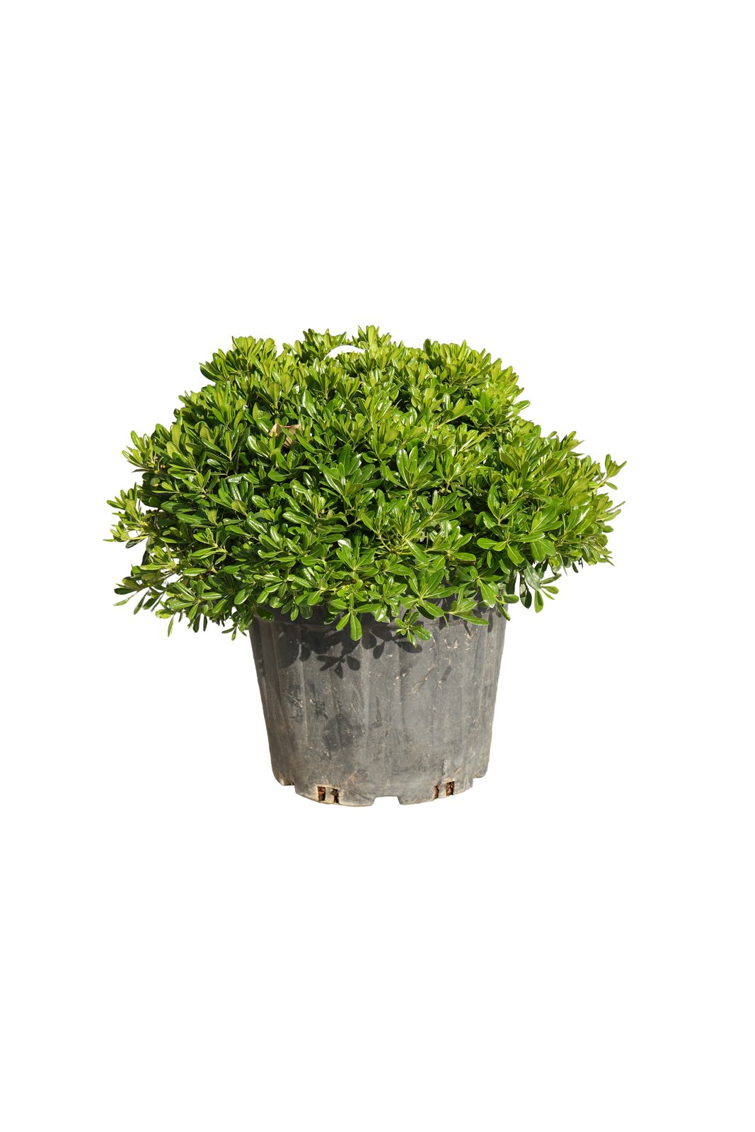 PIKTOSPORUM TOBIRANANA 35L canlı çiçek ve bitki görseli