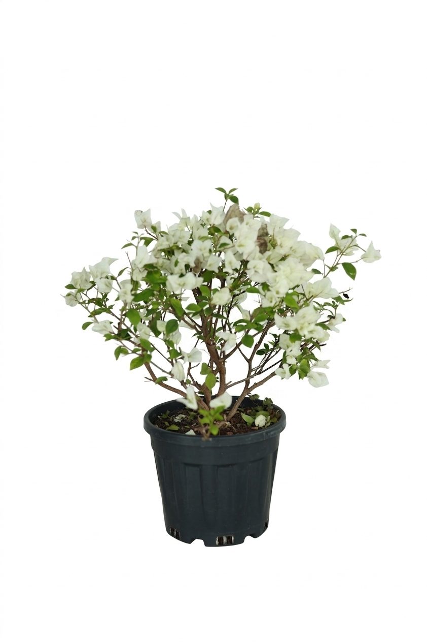RHODODENERON AÇELYA KÜÇÜK görsel 5