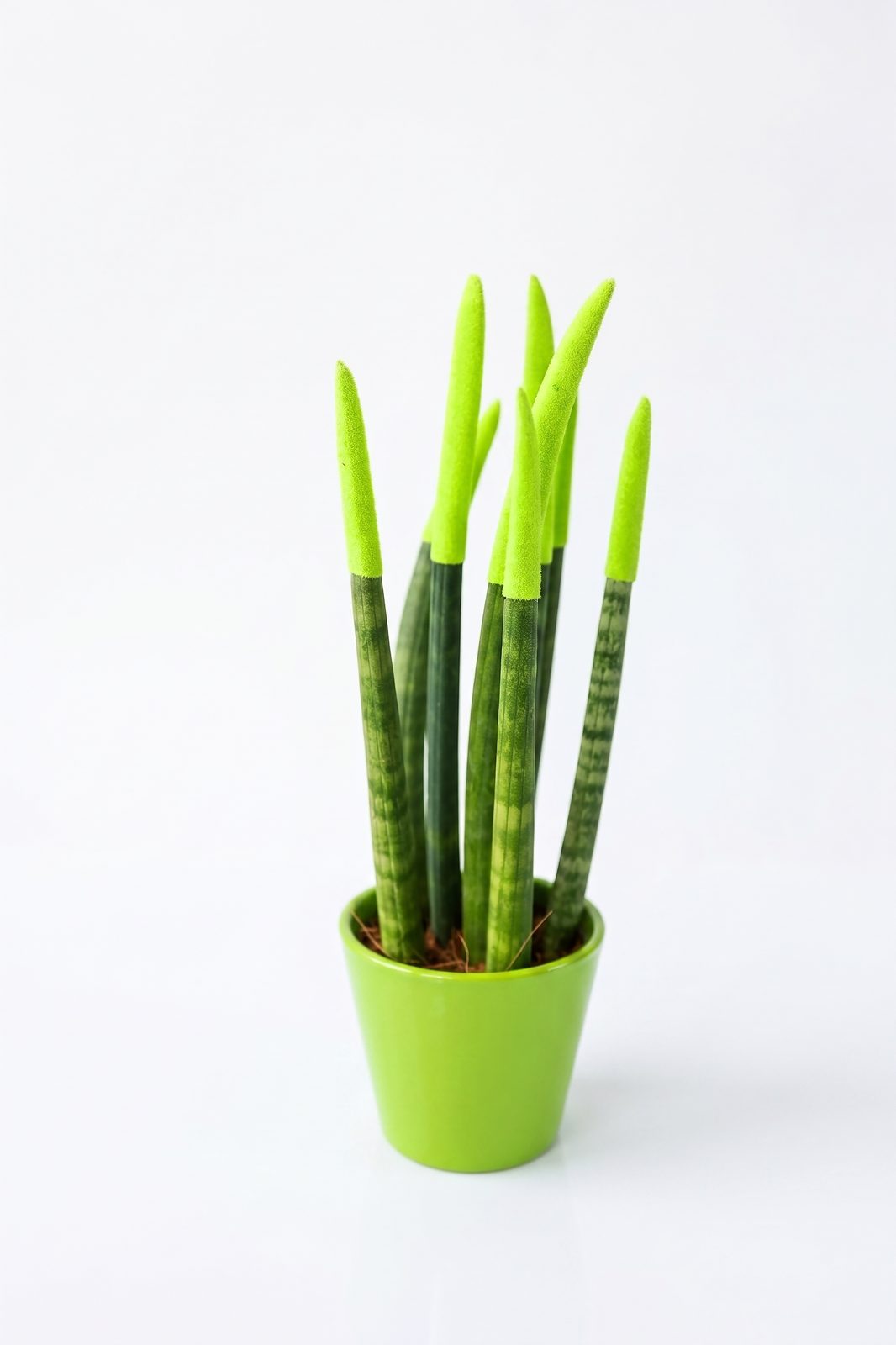 SNSEVERIA görsel 5