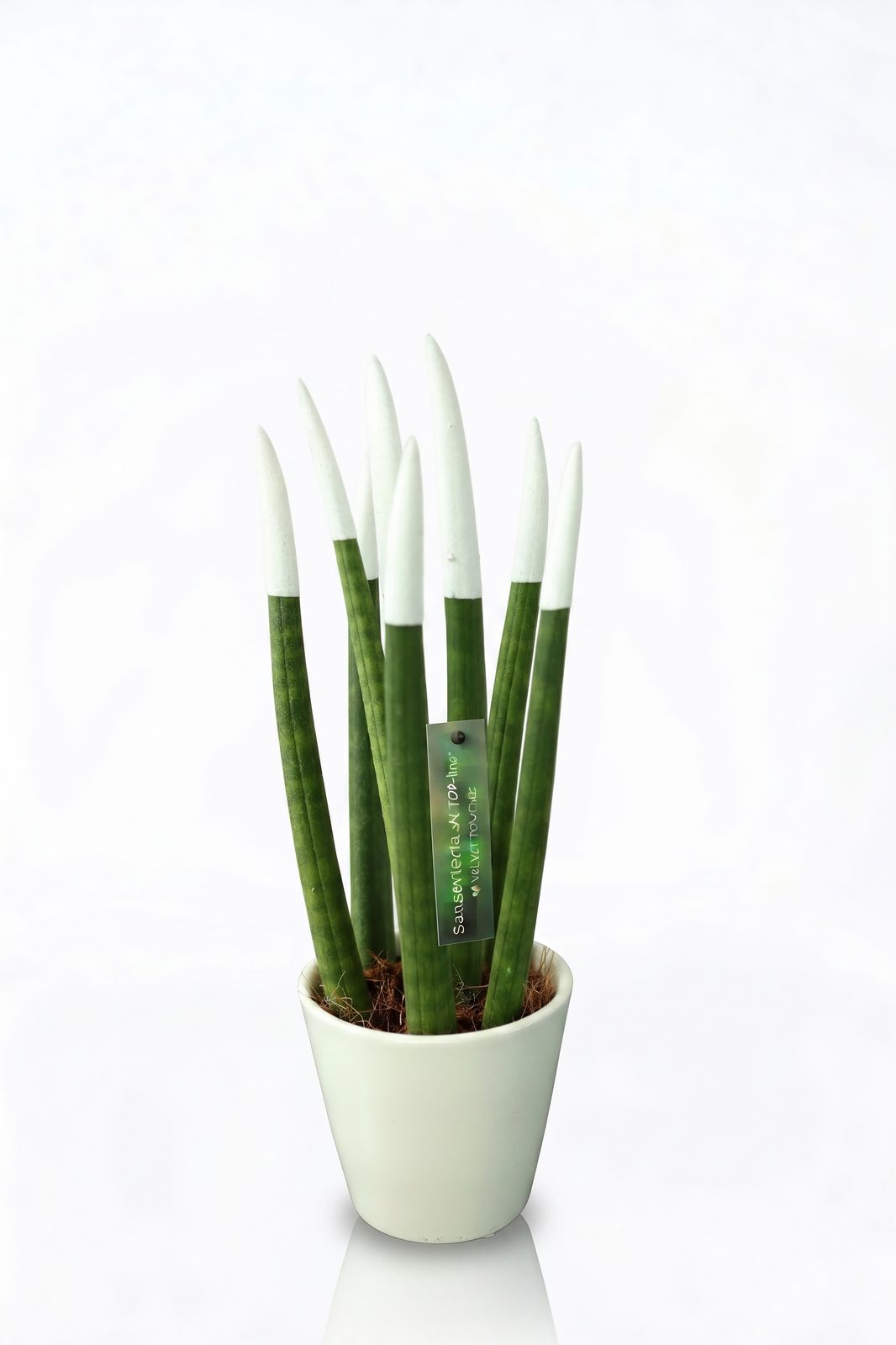 SNSEVERIA görsel 6